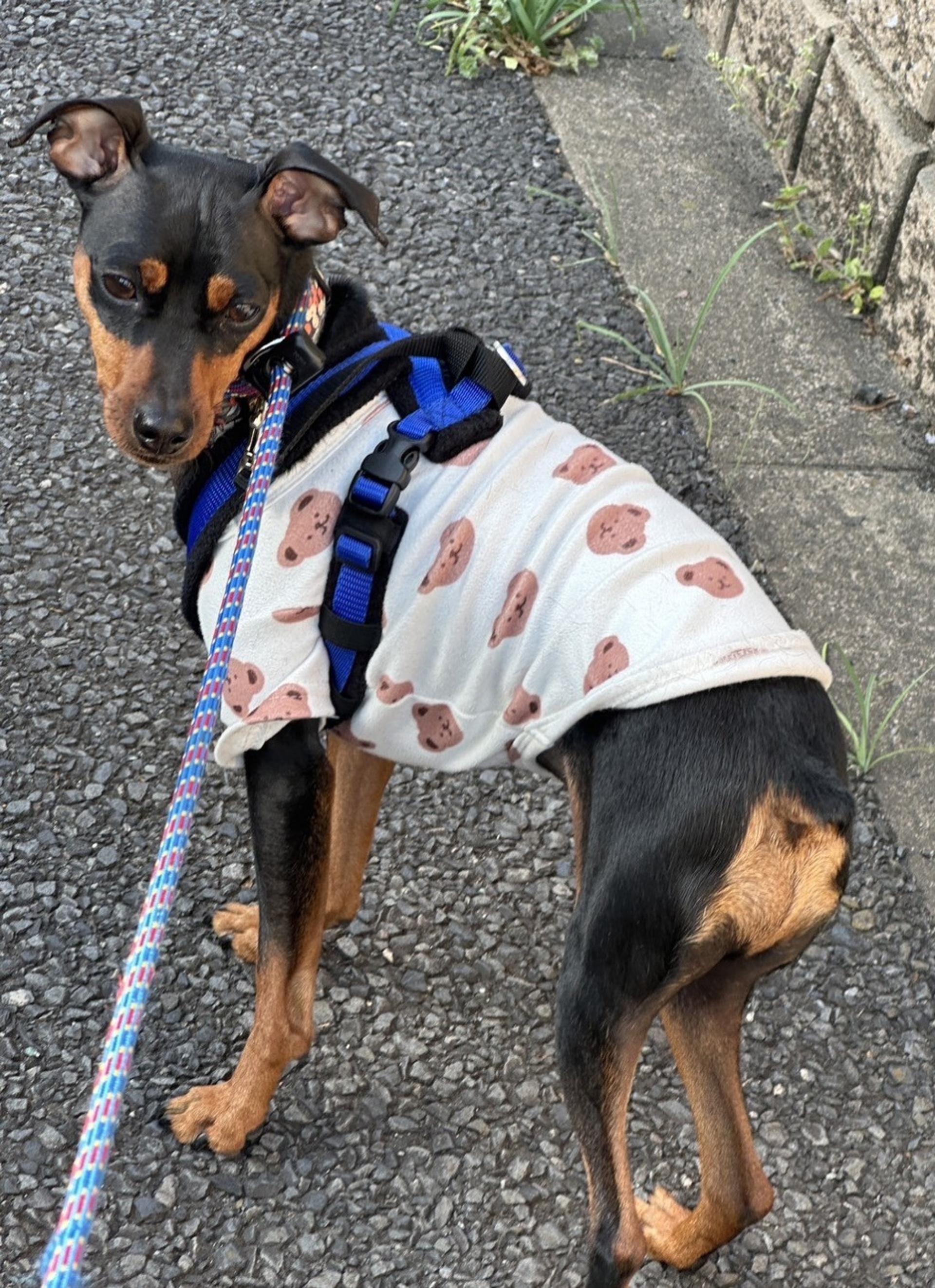 pet-image-8