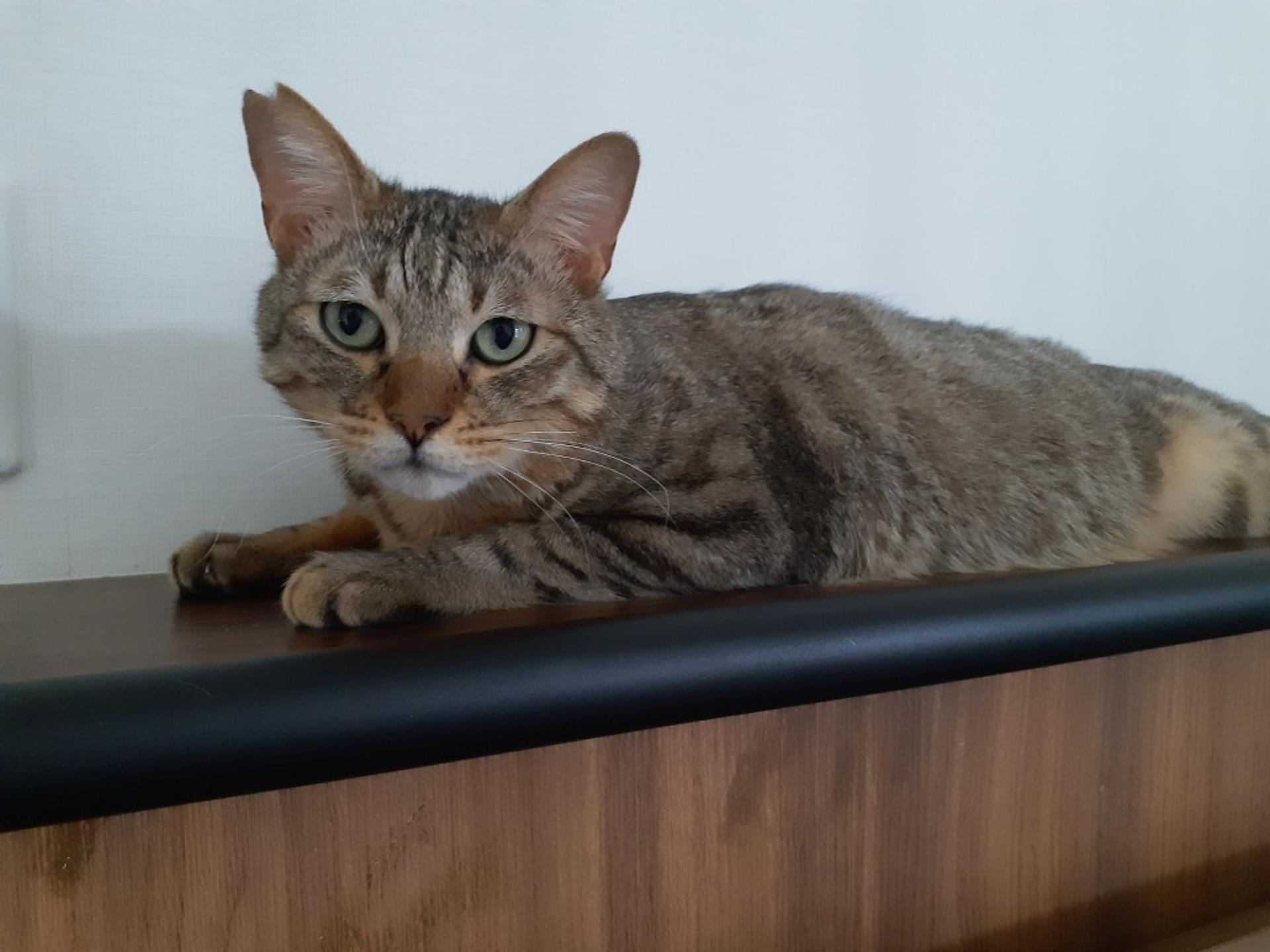 pet-image-4