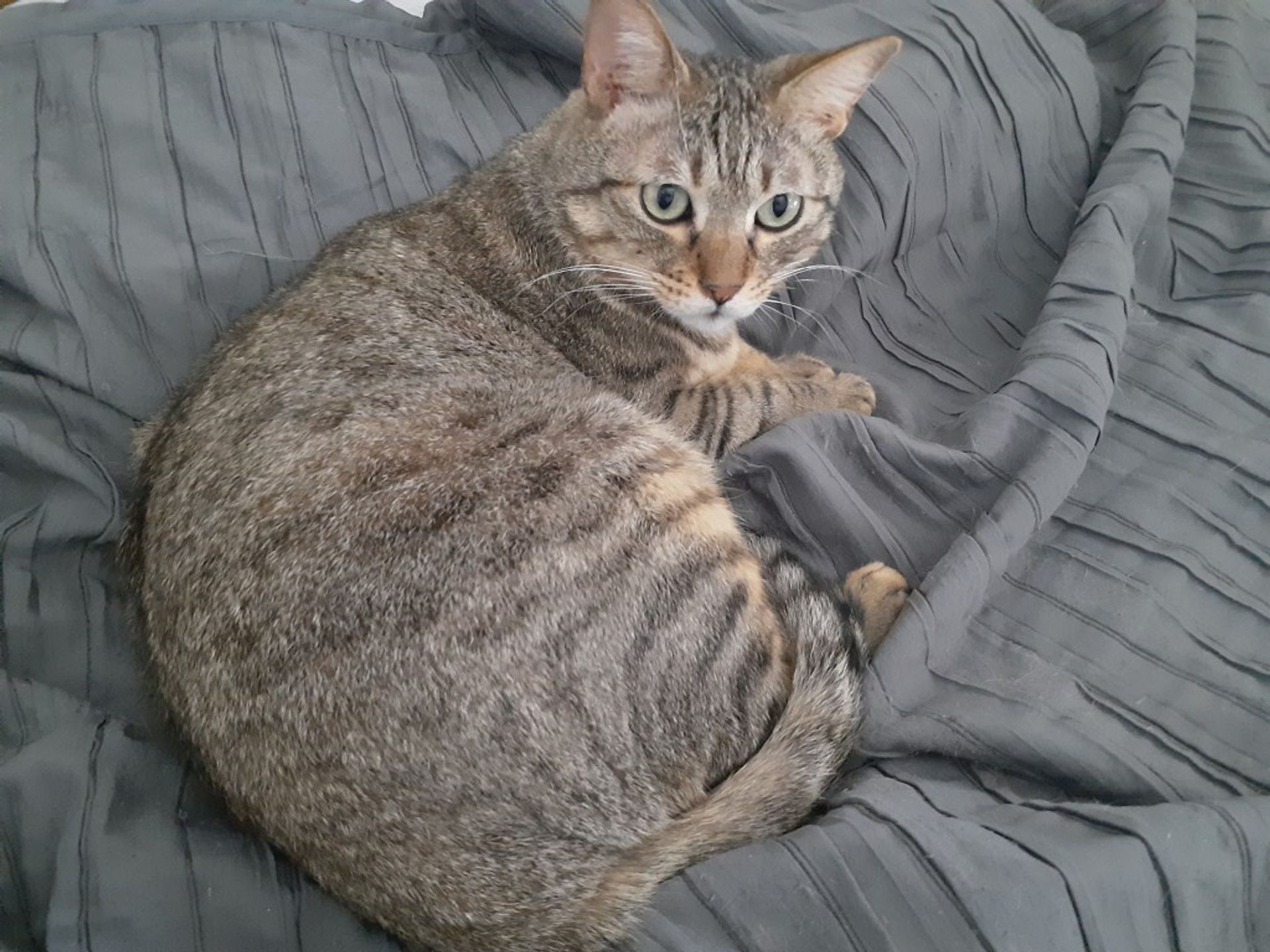 雑種（ミックス猫）・オスの里親募集の写真