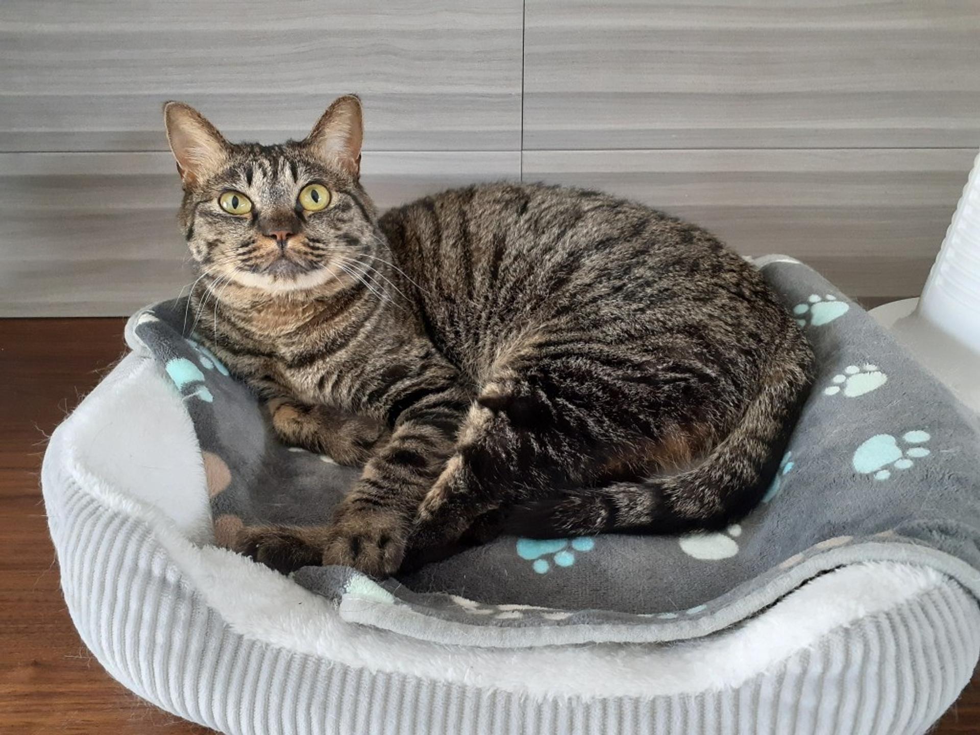 pet-image-5
