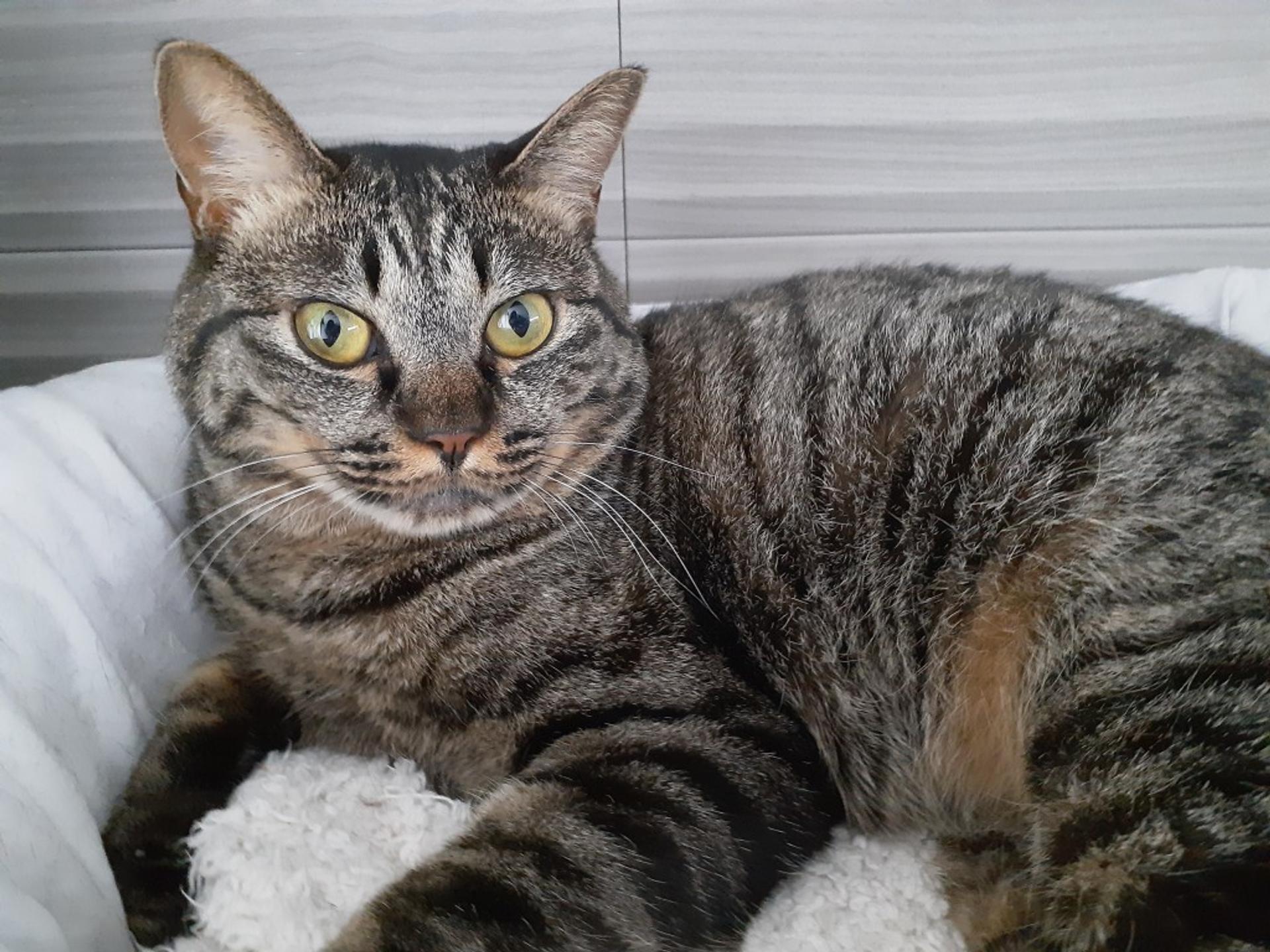 pet-image-4