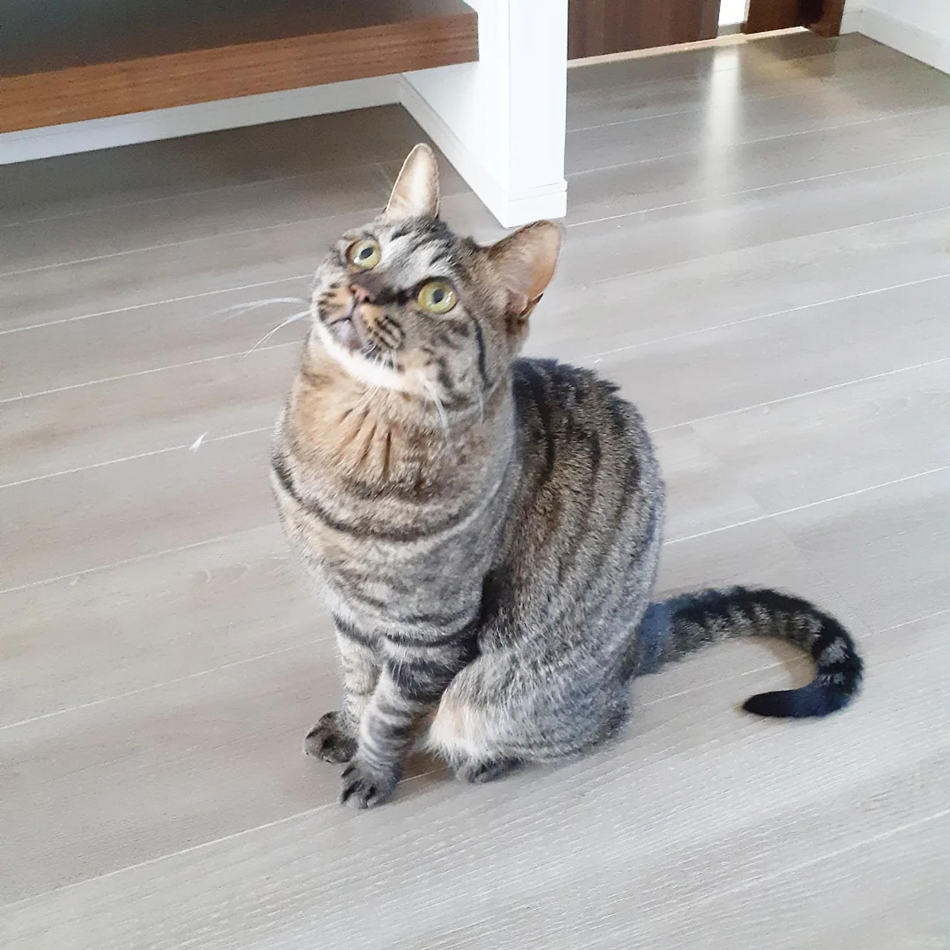 pet-image-7