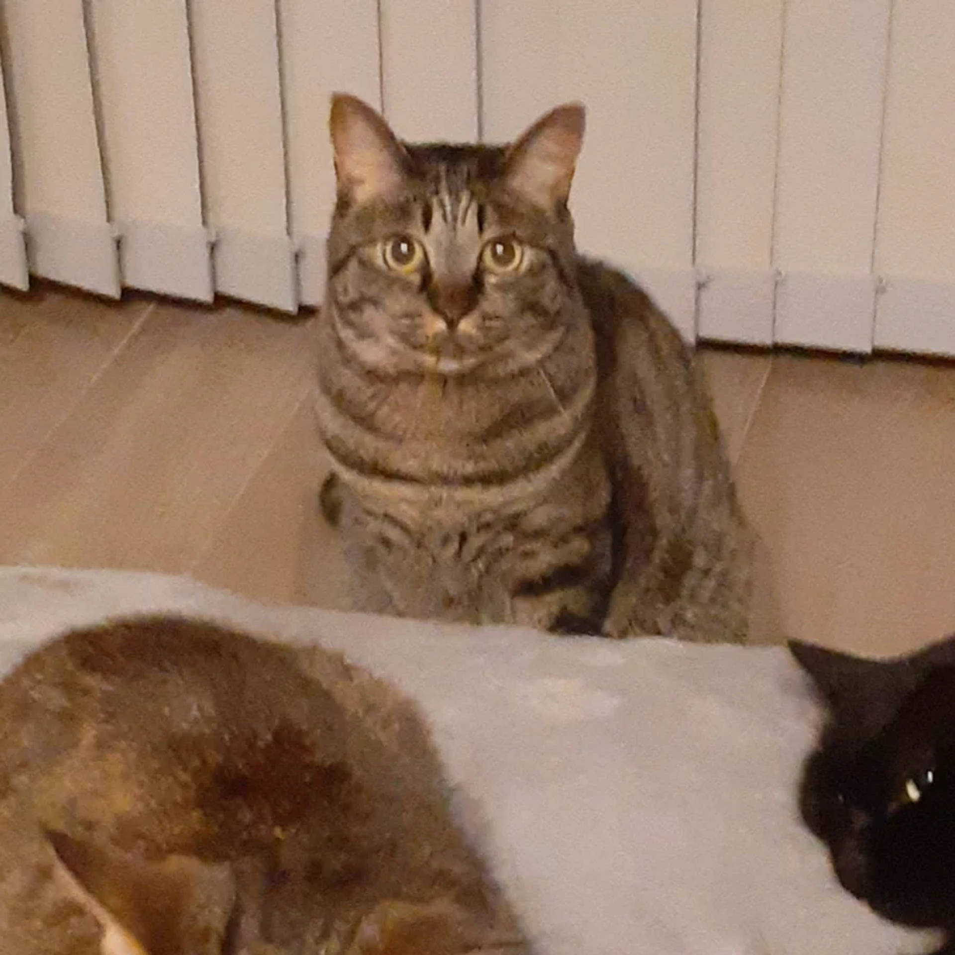 雑種（ミックス猫）・オスの里親募集の写真