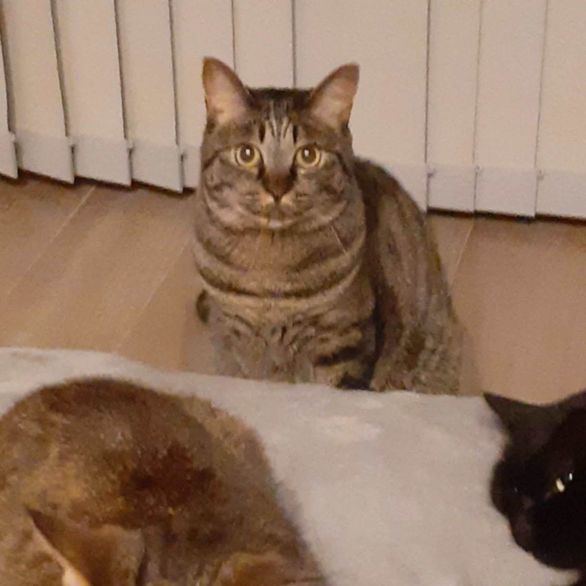 雑種（ミックス猫）・オスの里親募集の写真