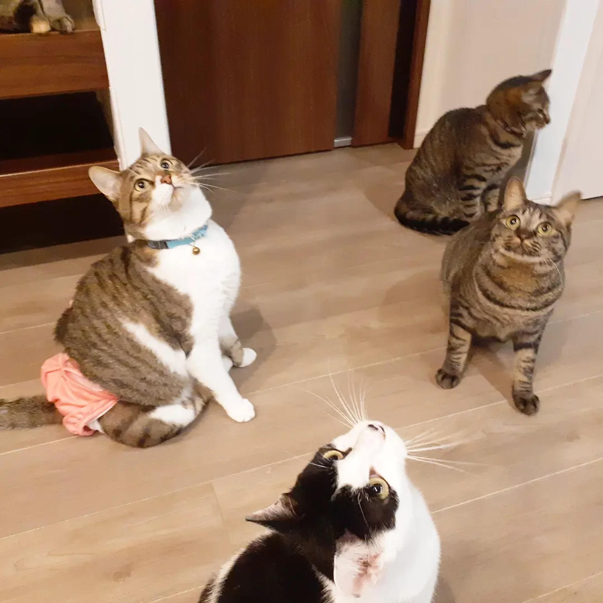 pet-image-3