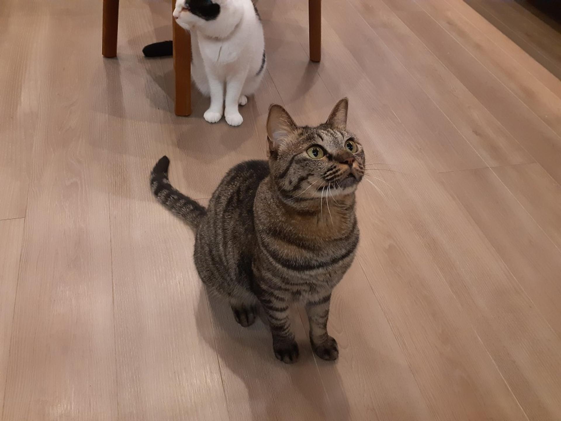pet-image-2