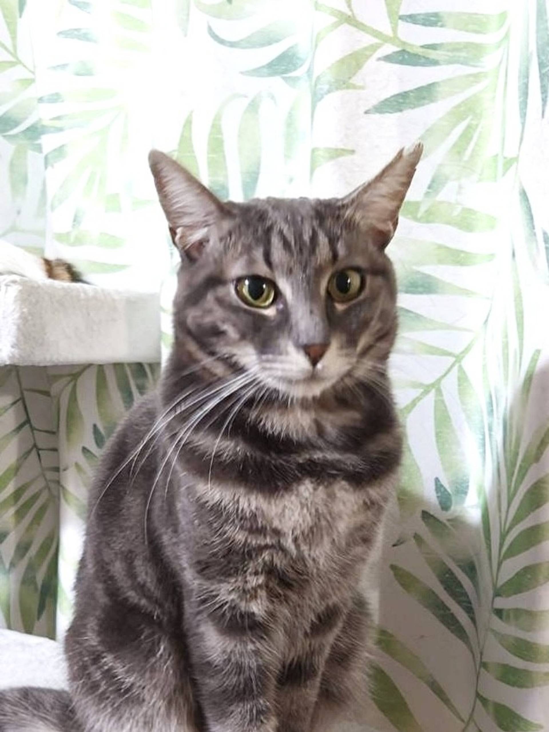 雑種（ミックス猫）・メスの里親募集の写真
