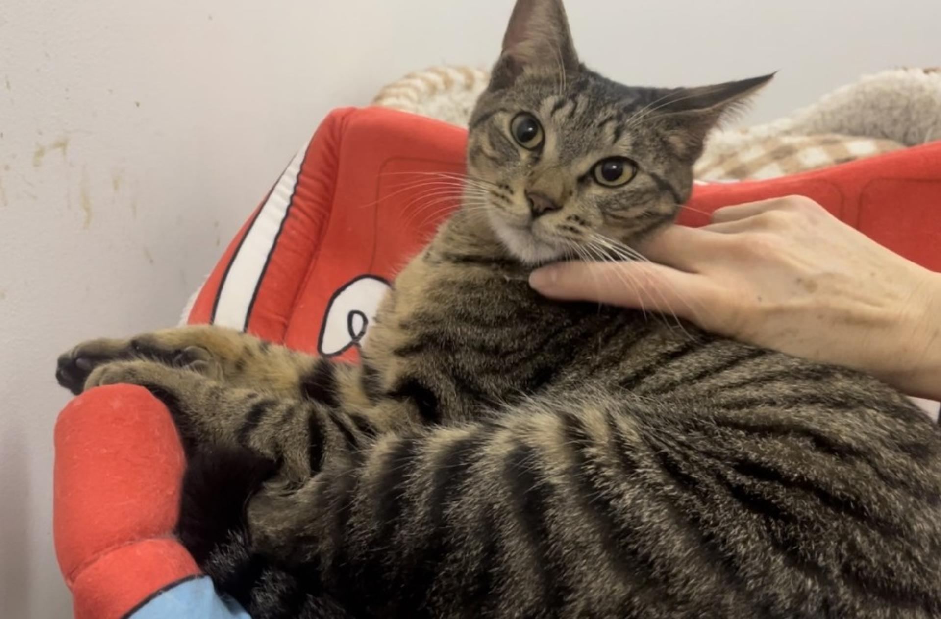 pet-image-8