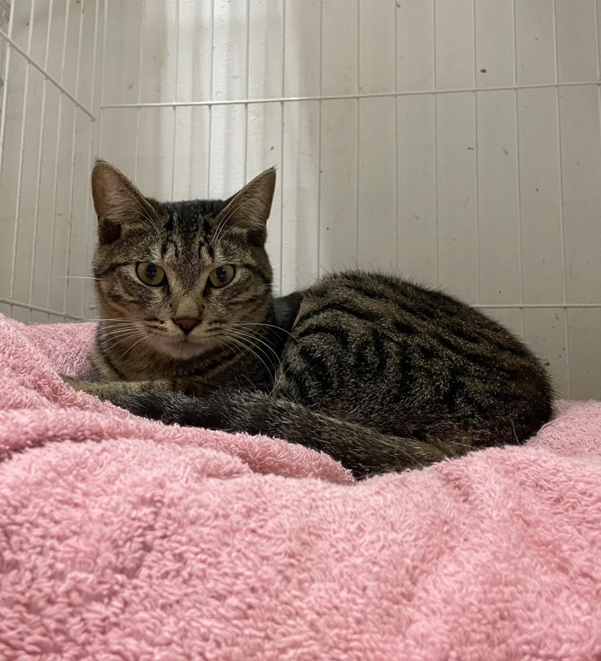 pet-image-9