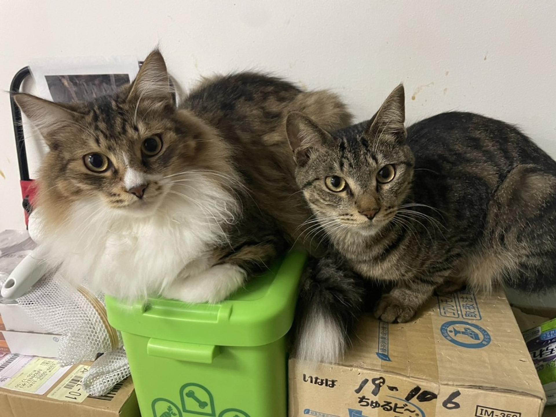 pet-image-9
