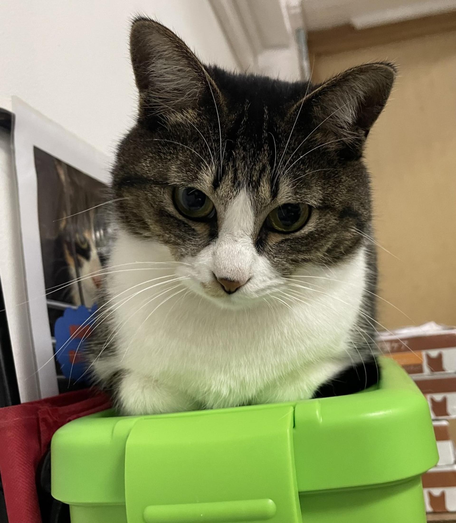 pet-image-4