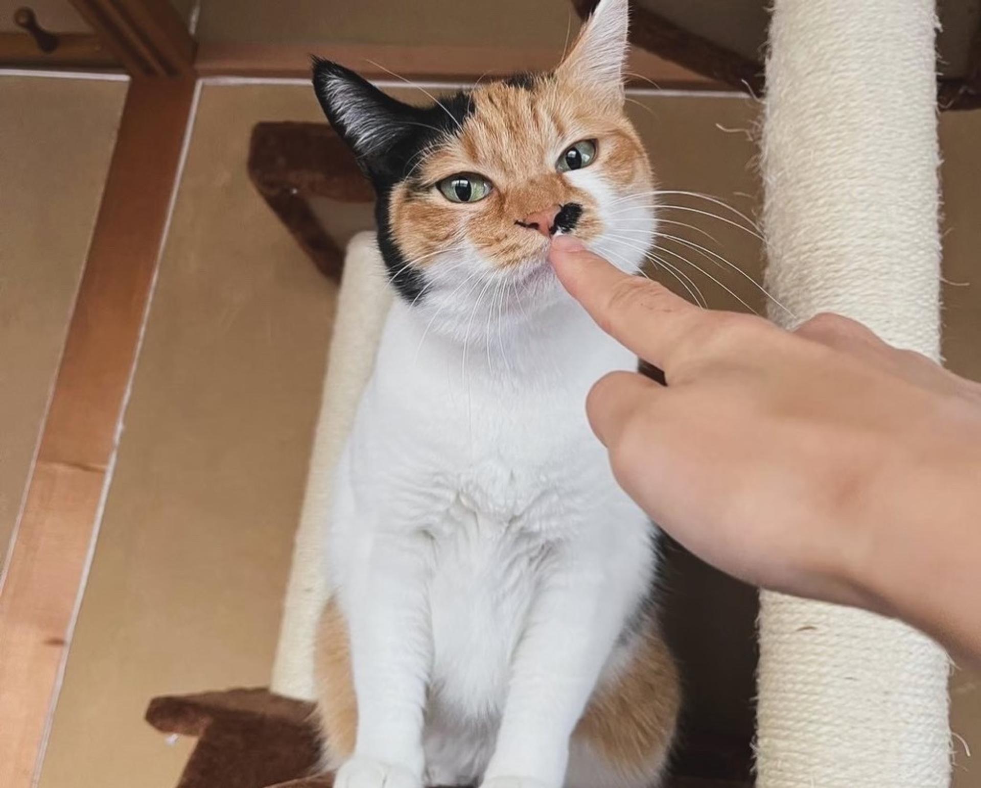 pet-image-3