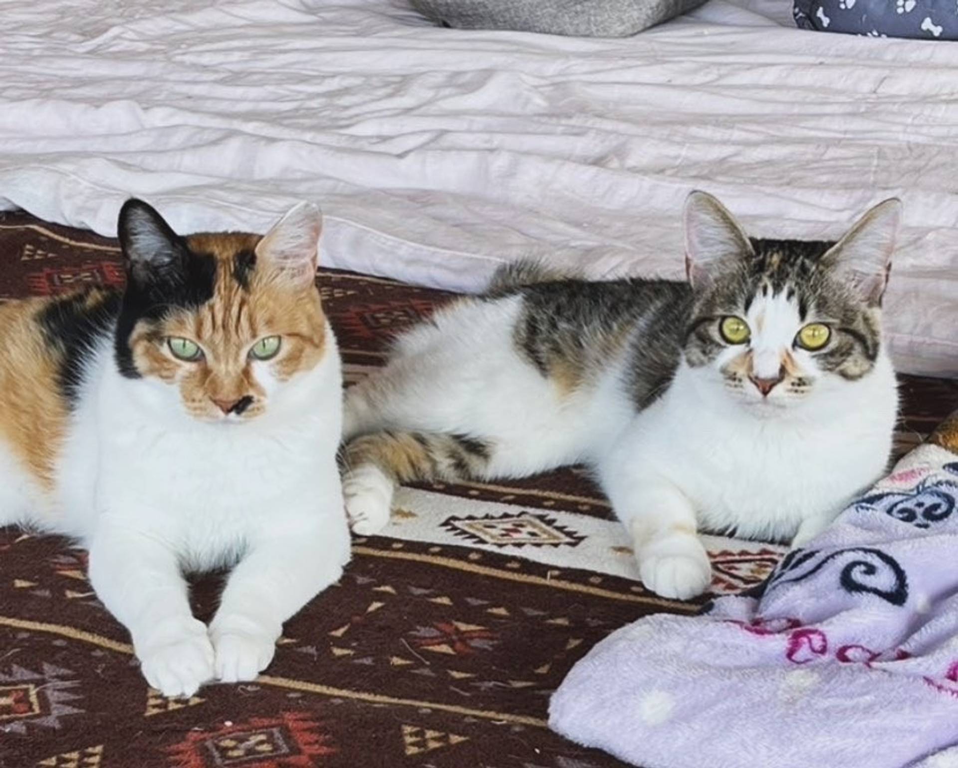 雑種（ミックス猫）・メスの里親募集の写真