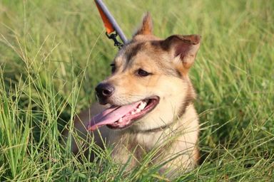 雑種（ミックス犬）・オスの里親募集の写真
