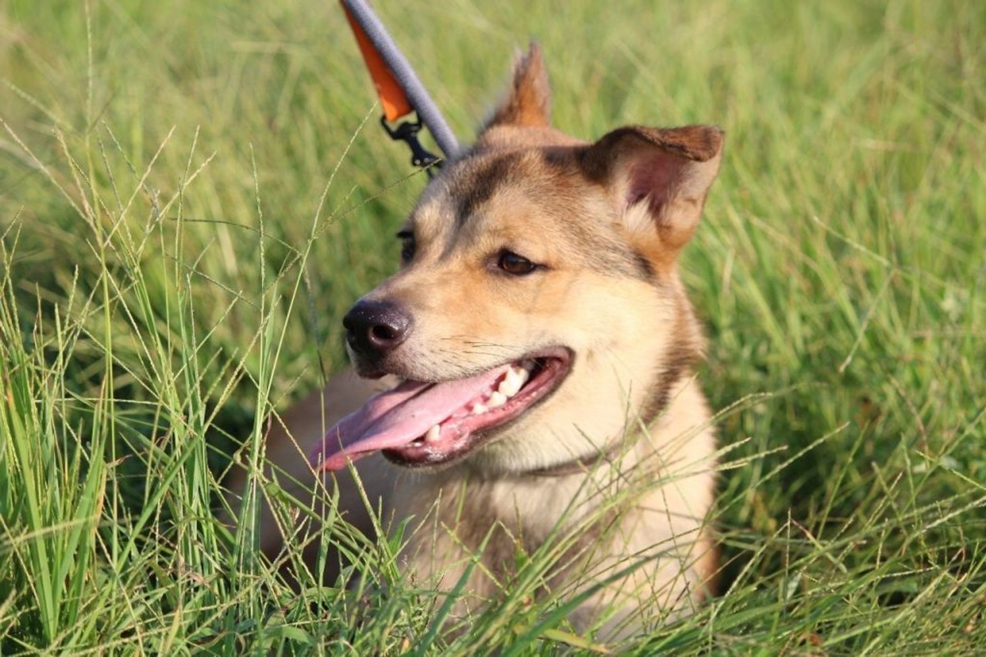 雑種（ミックス犬）・オスの里親募集の写真