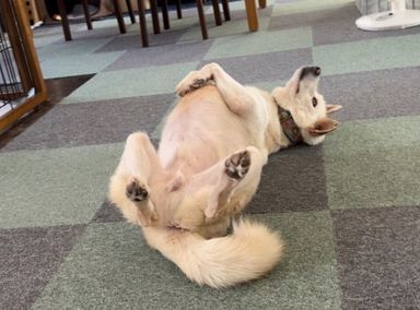 雑種（ミックス犬）・オスの里親募集の写真