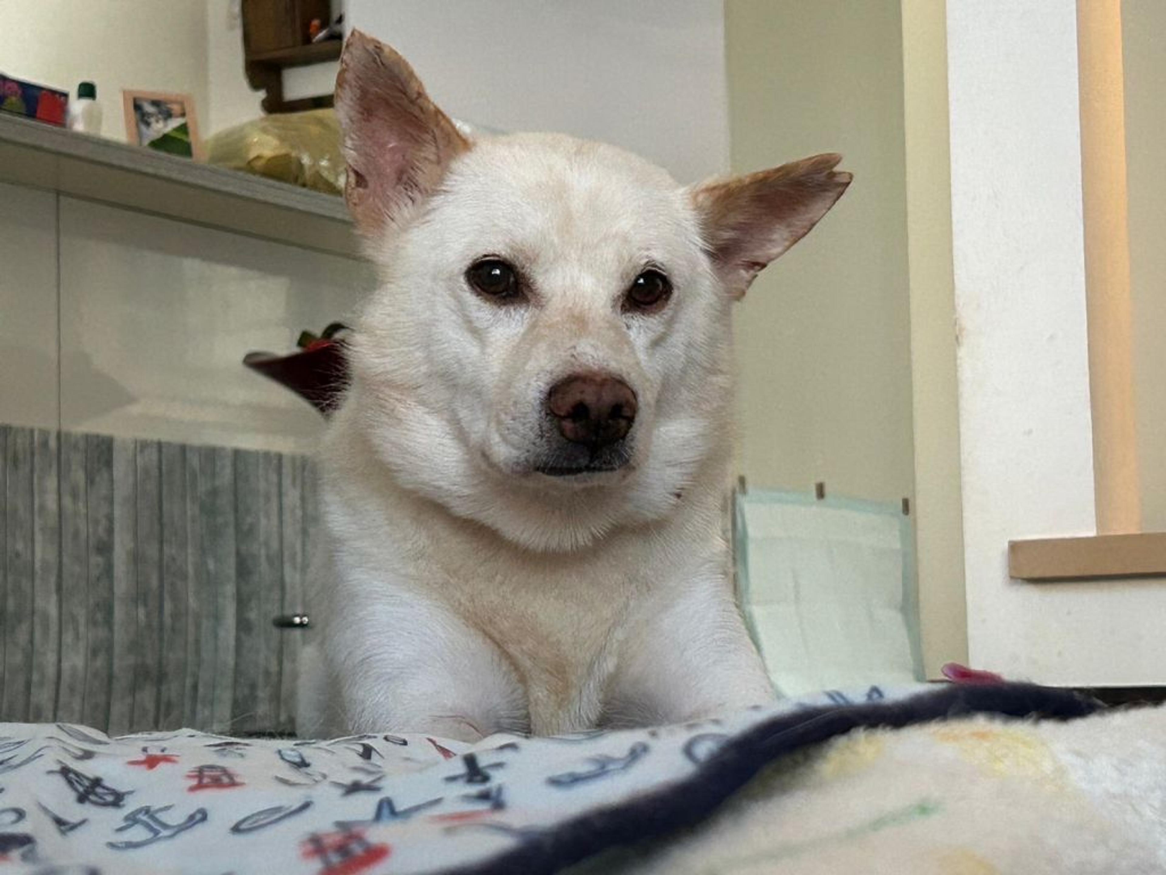 pet-image-3
