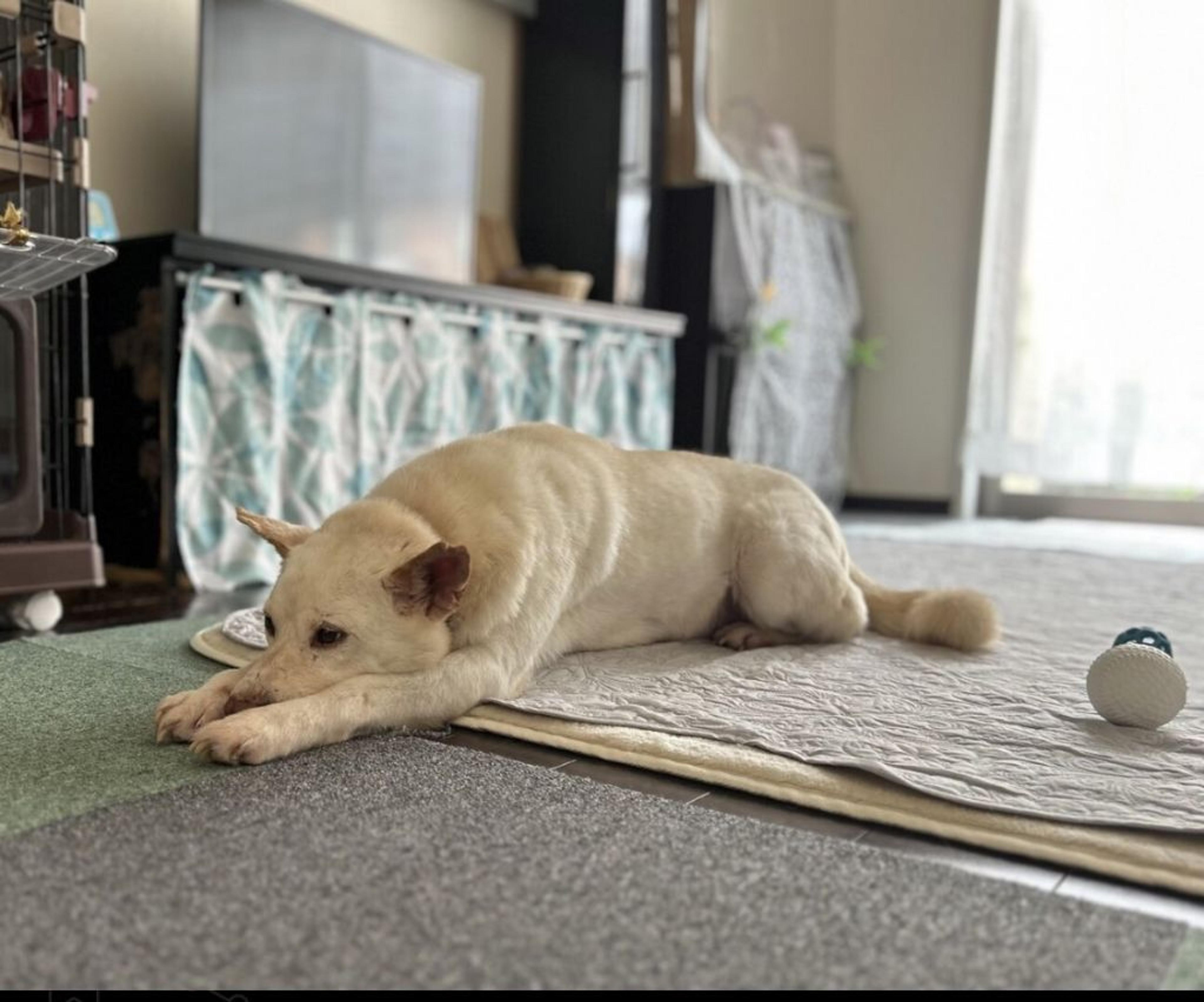 pet-image-7