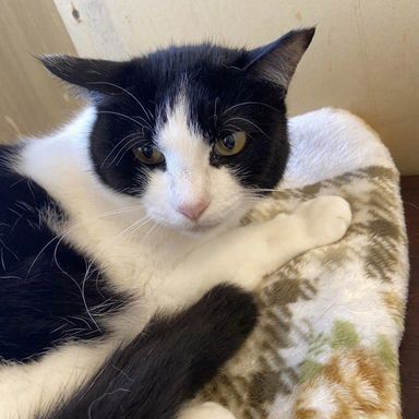 雑種（ミックス猫）・メスの里親募集の写真