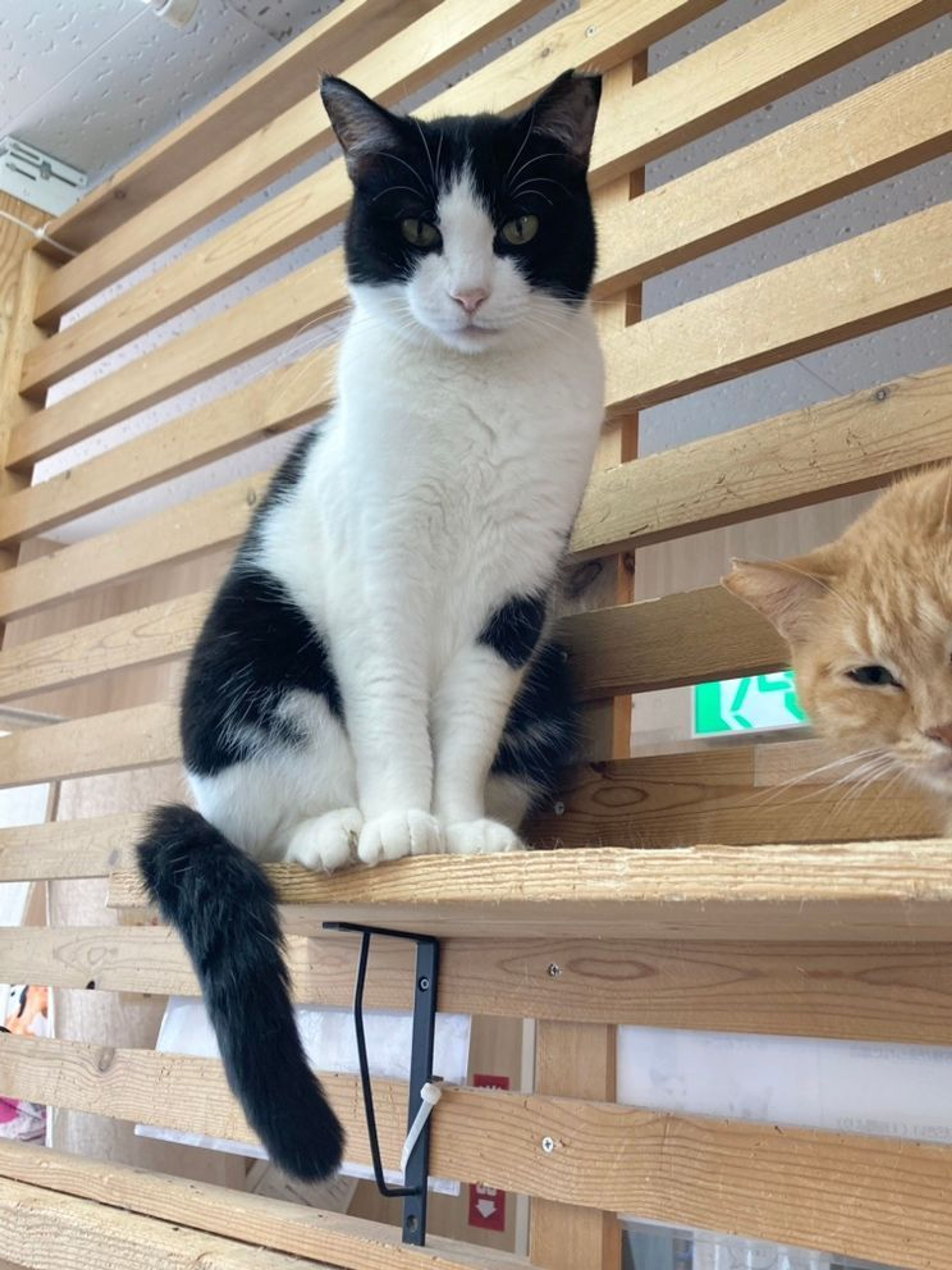 雑種（ミックス猫）・メスの里親募集の写真