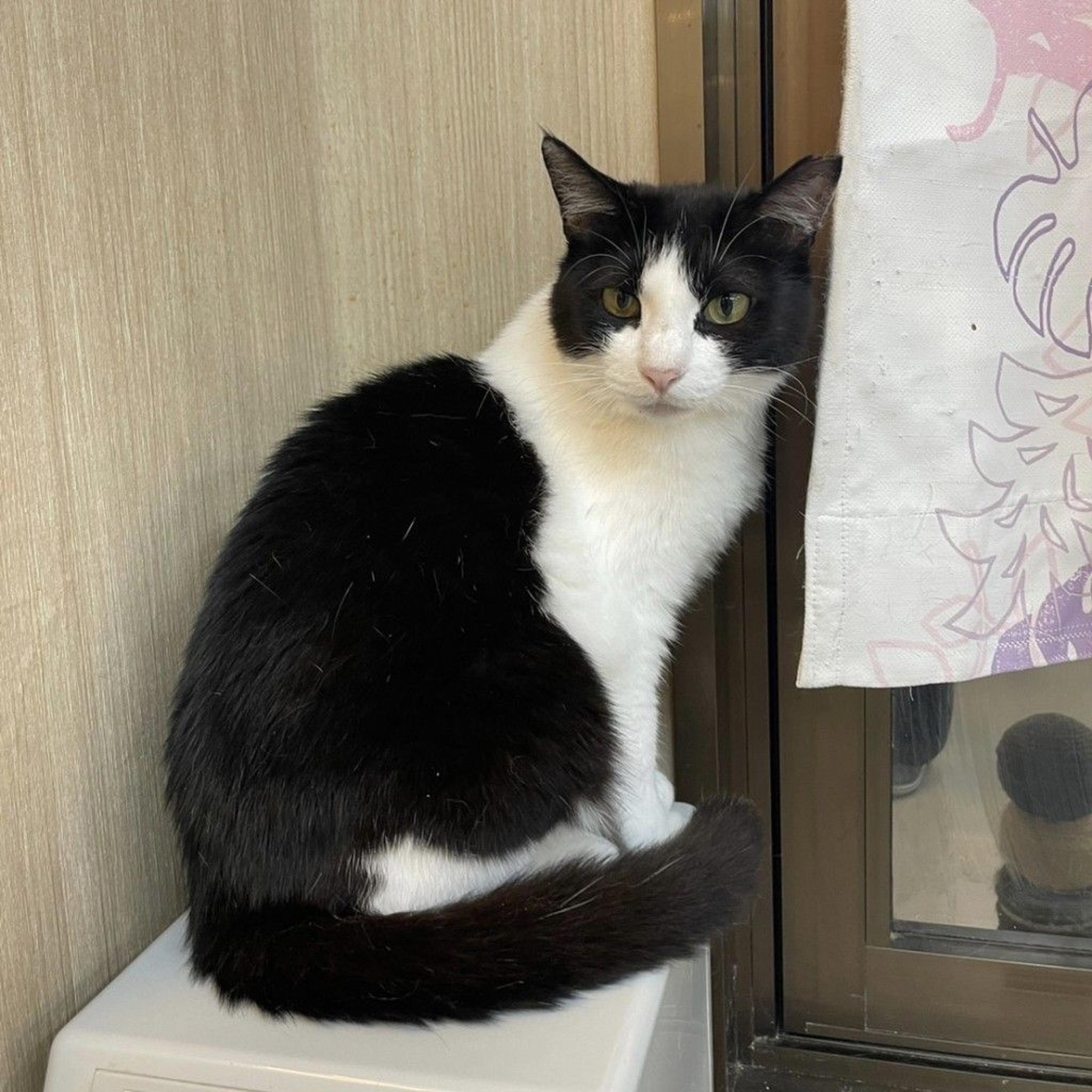 pet-image-4