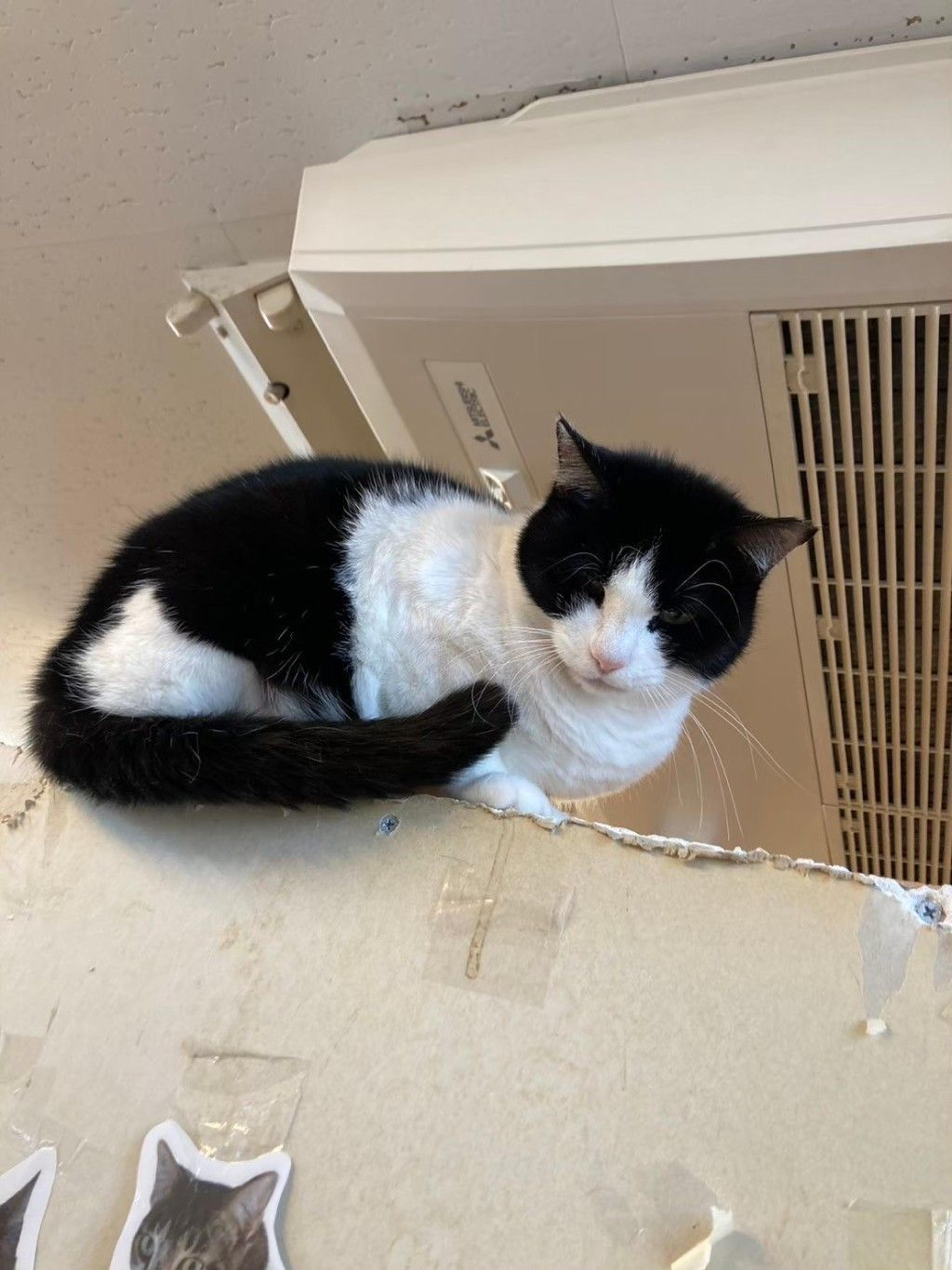 pet-image-8