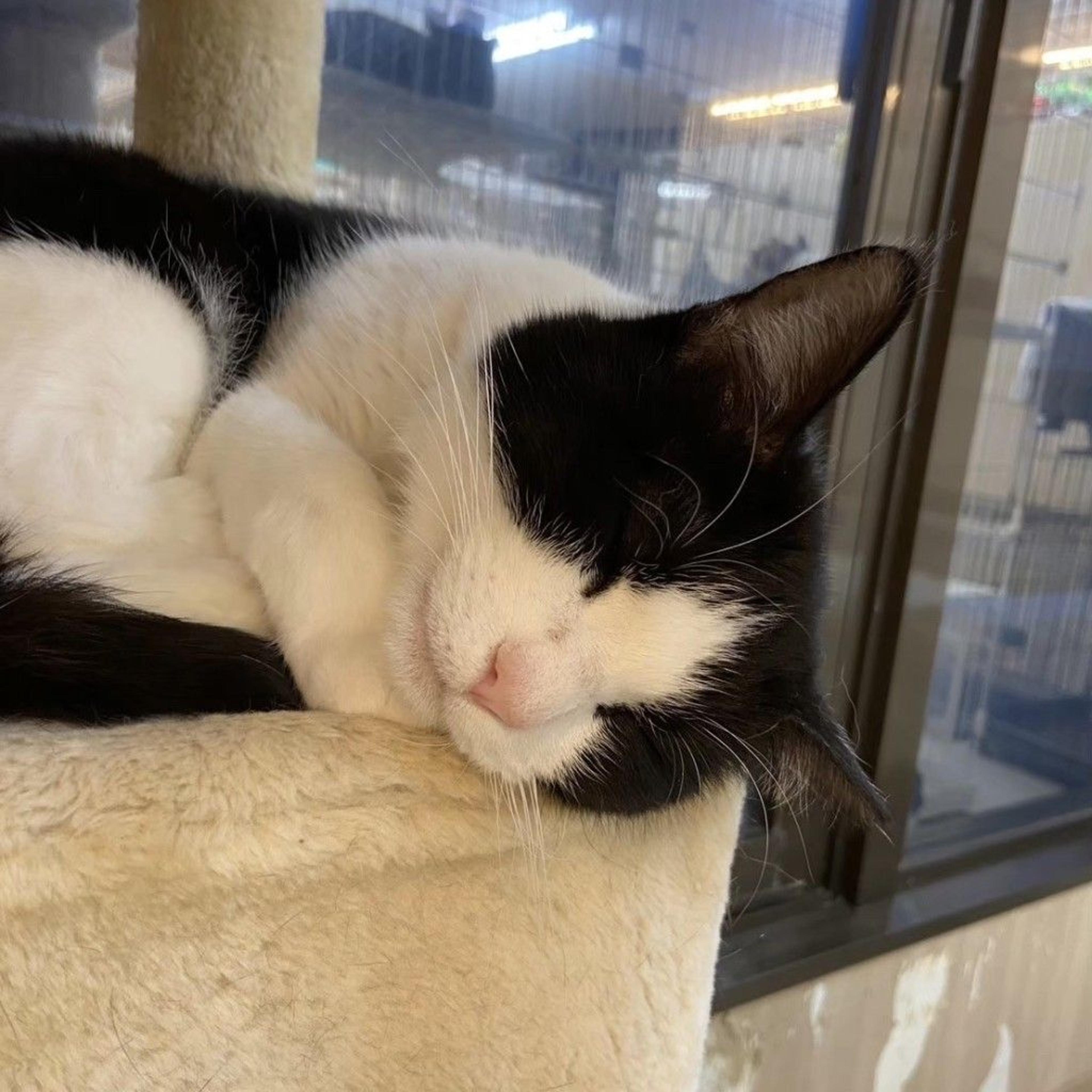 pet-image-9