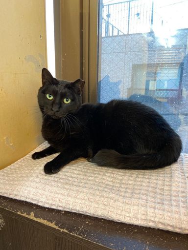 いつき　「１月１７日譲渡会参加」