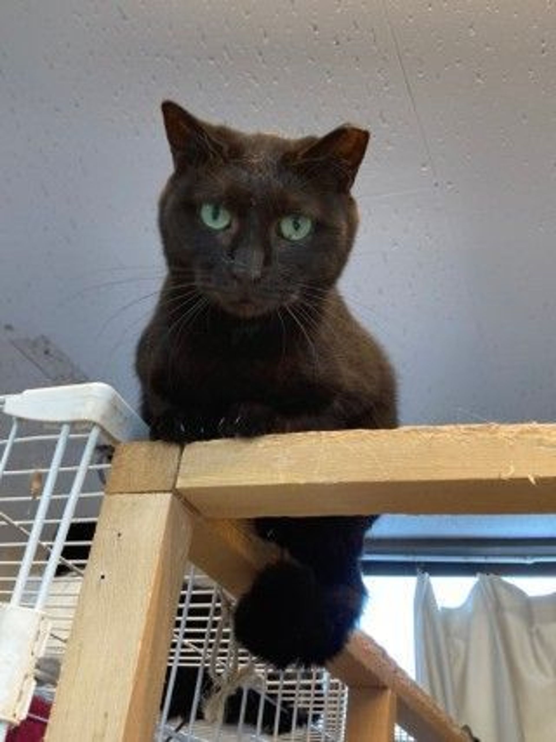 雑種（ミックス猫）・メスの里親募集の写真