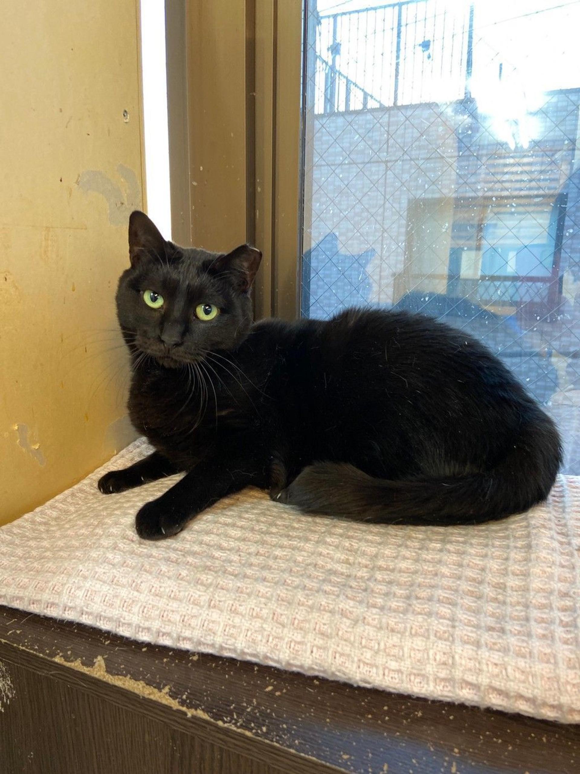 pet-image-2