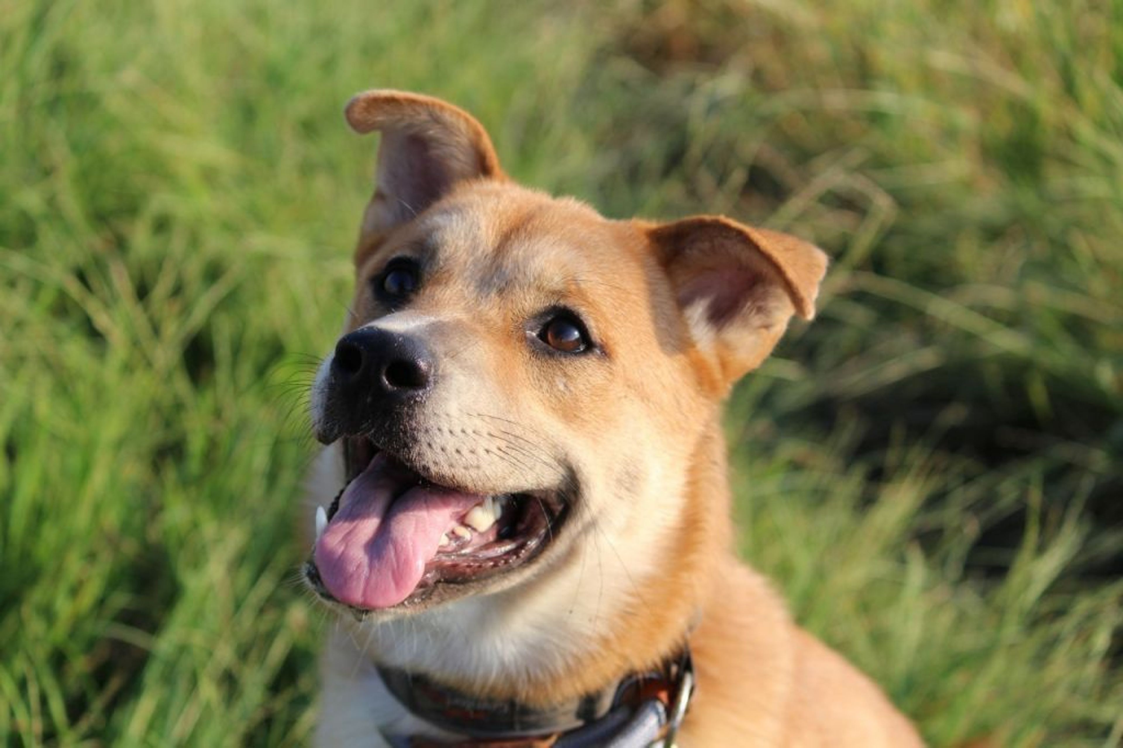 雑種（ミックス犬）・オスの里親募集の写真