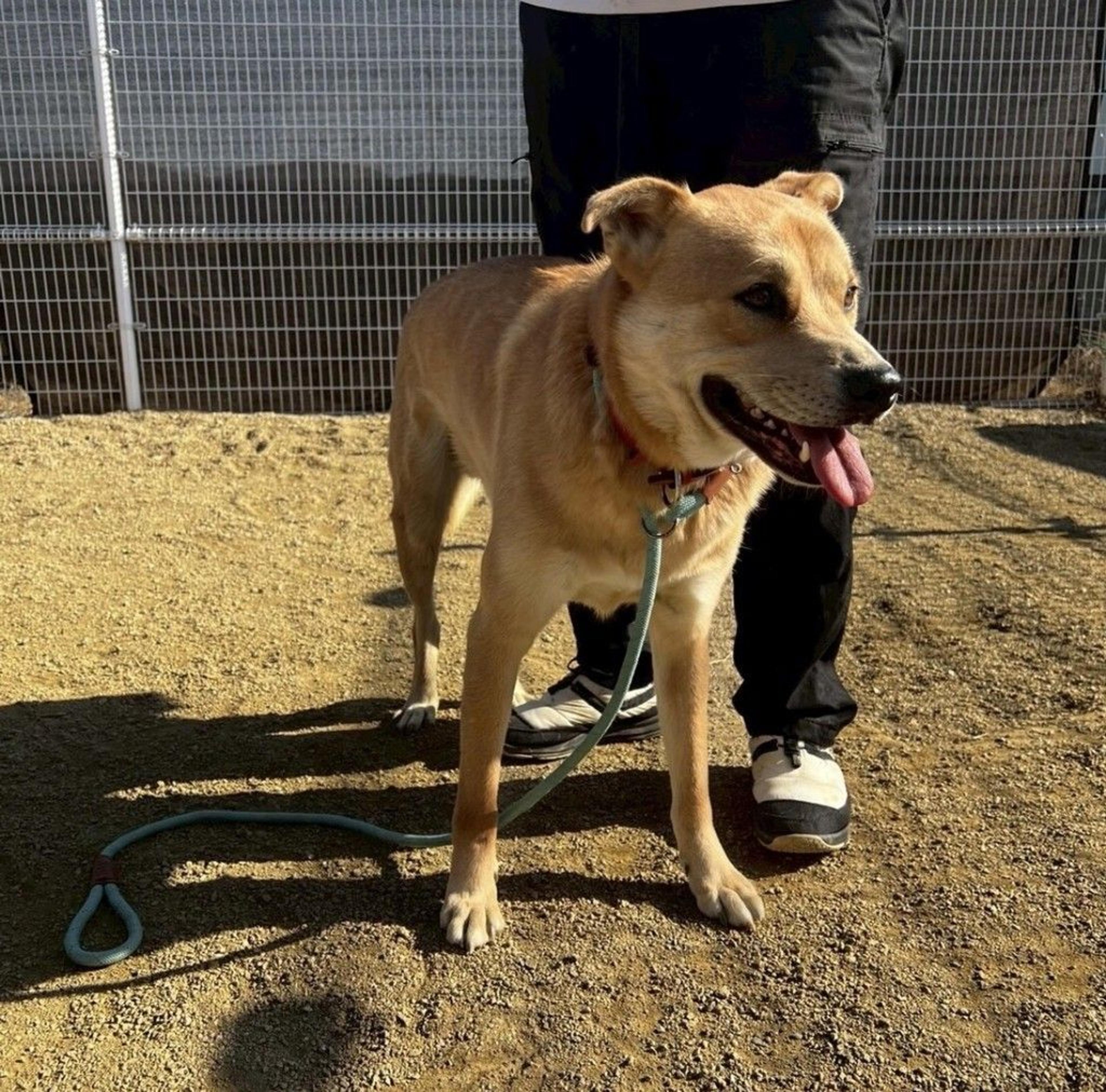 pet-image-9