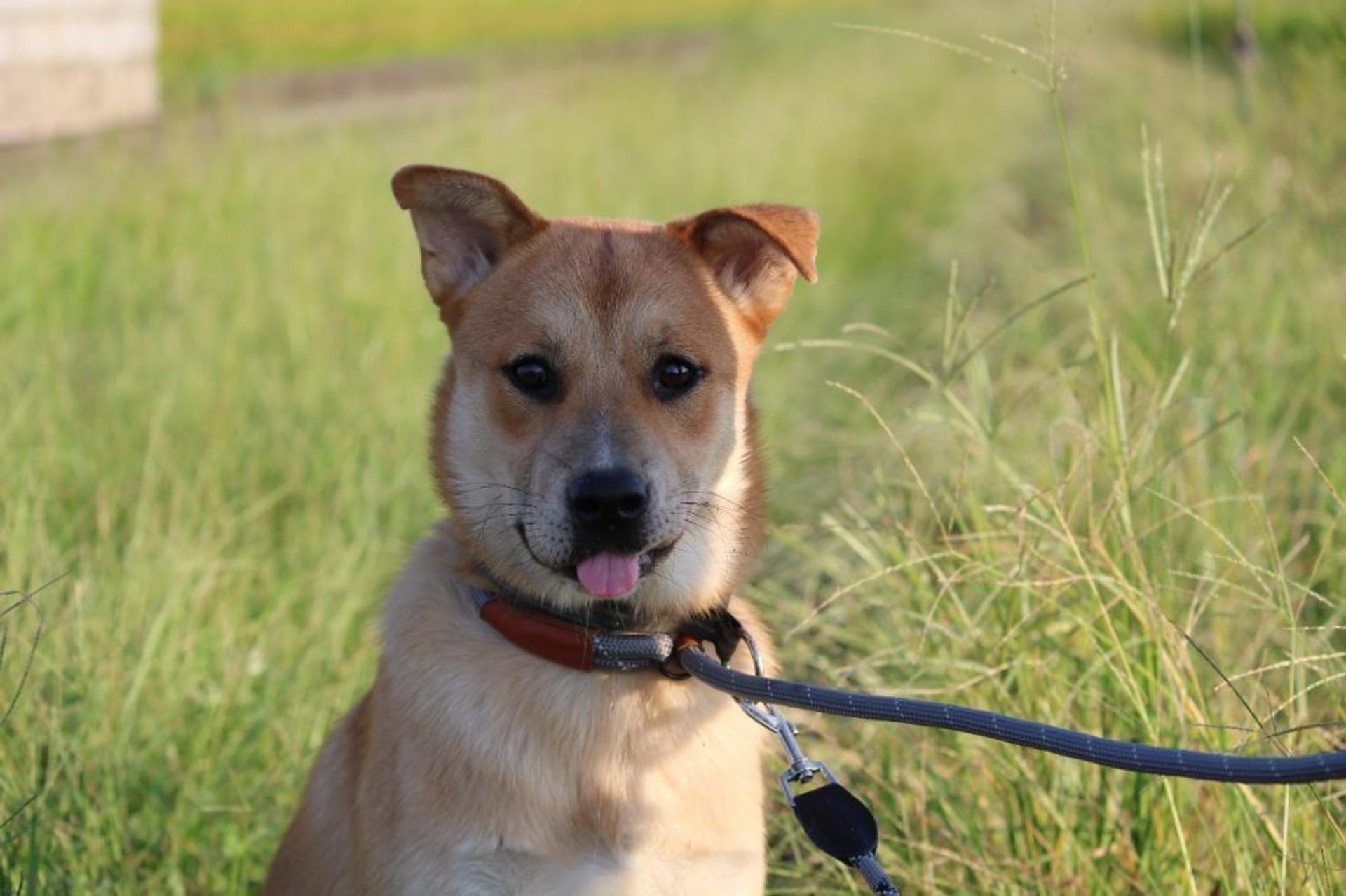 pet-image-4