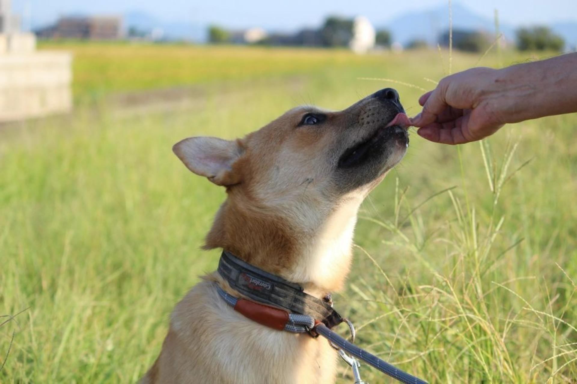 pet-image-5