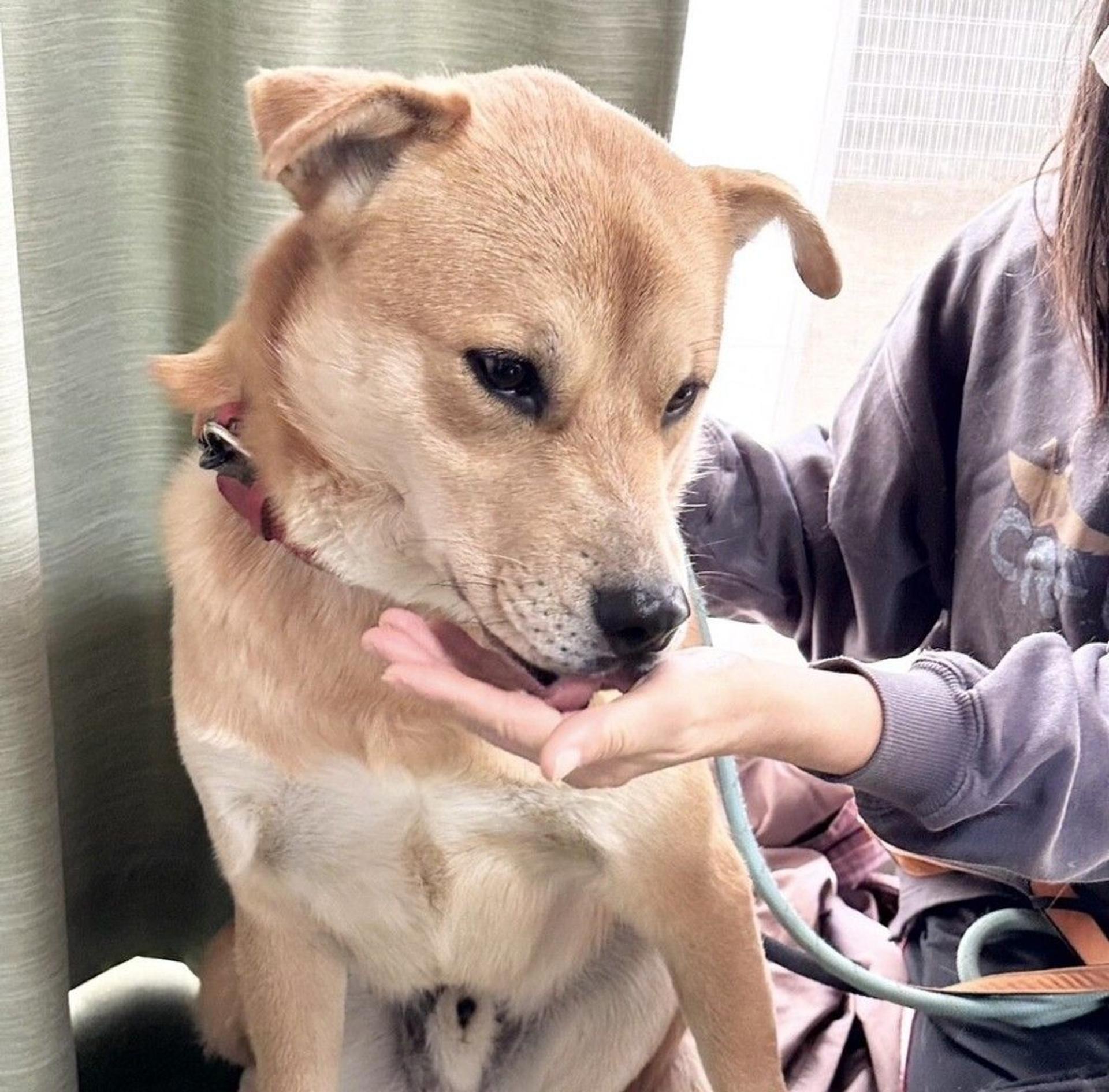 pet-image-8