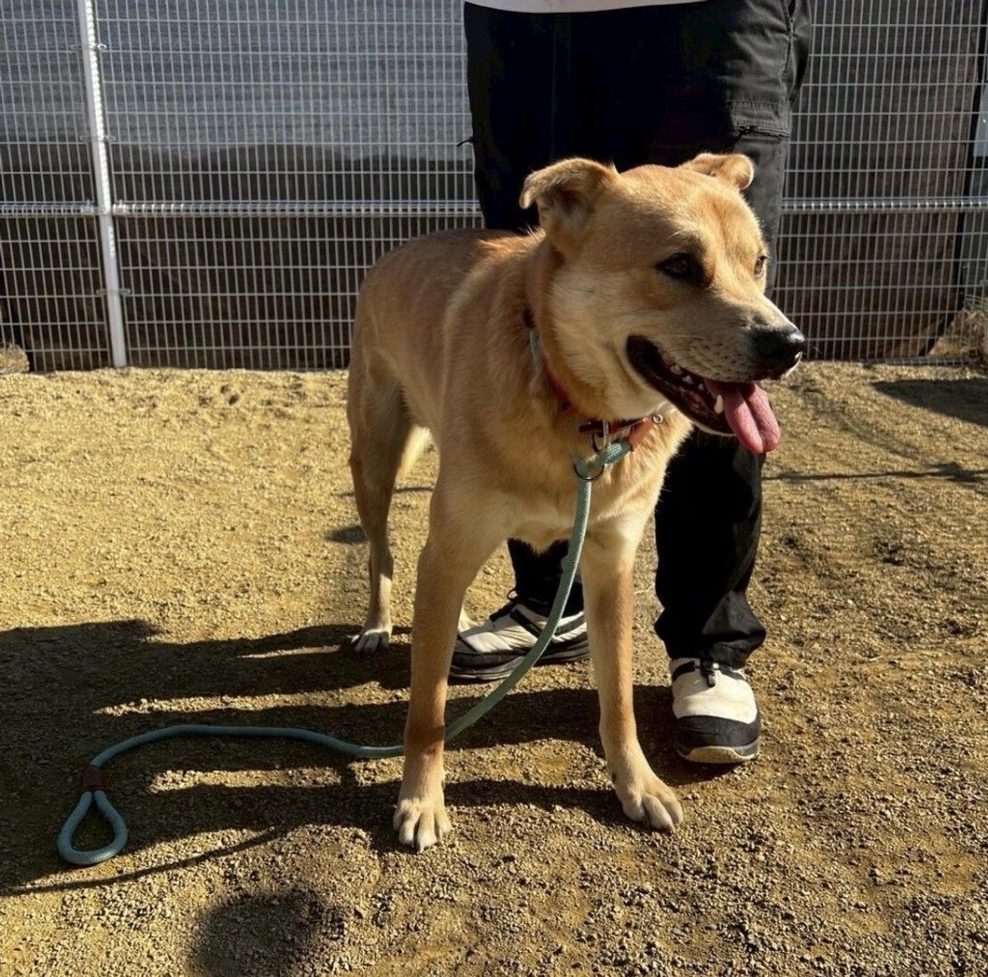 pet-image-9
