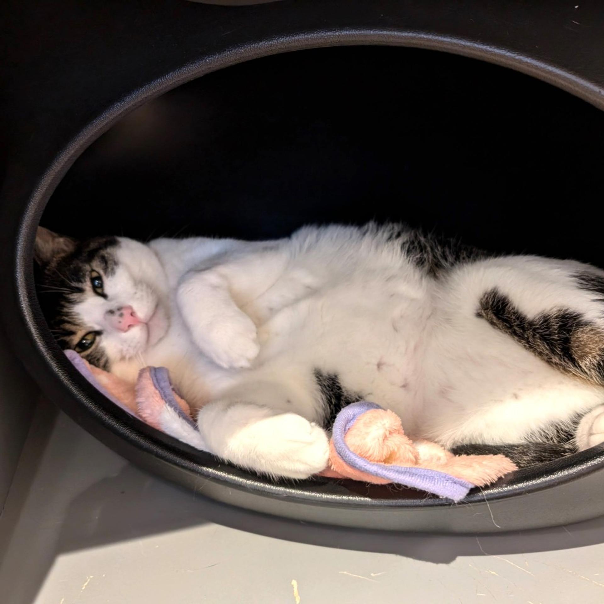pet-image-4