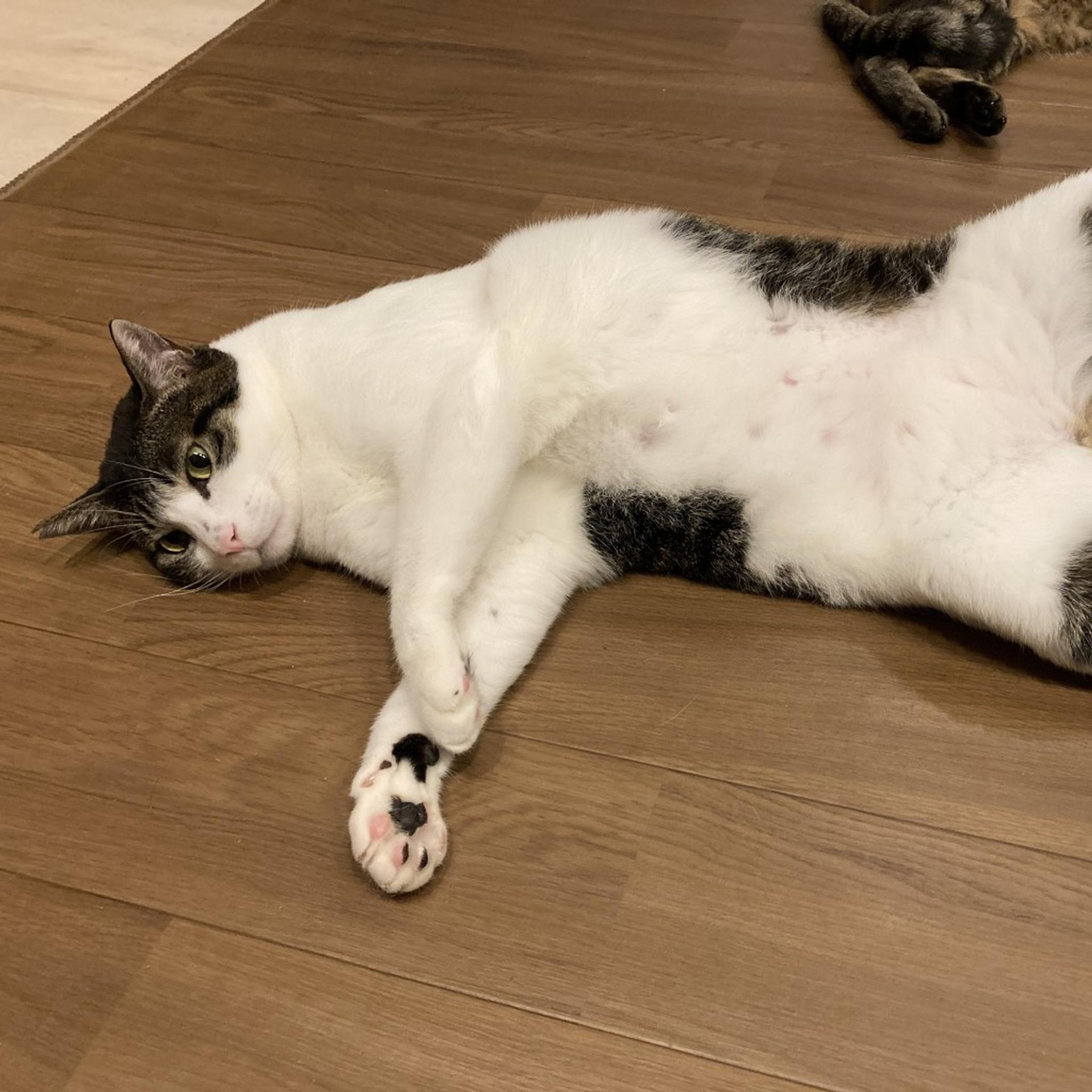 pet-image-3