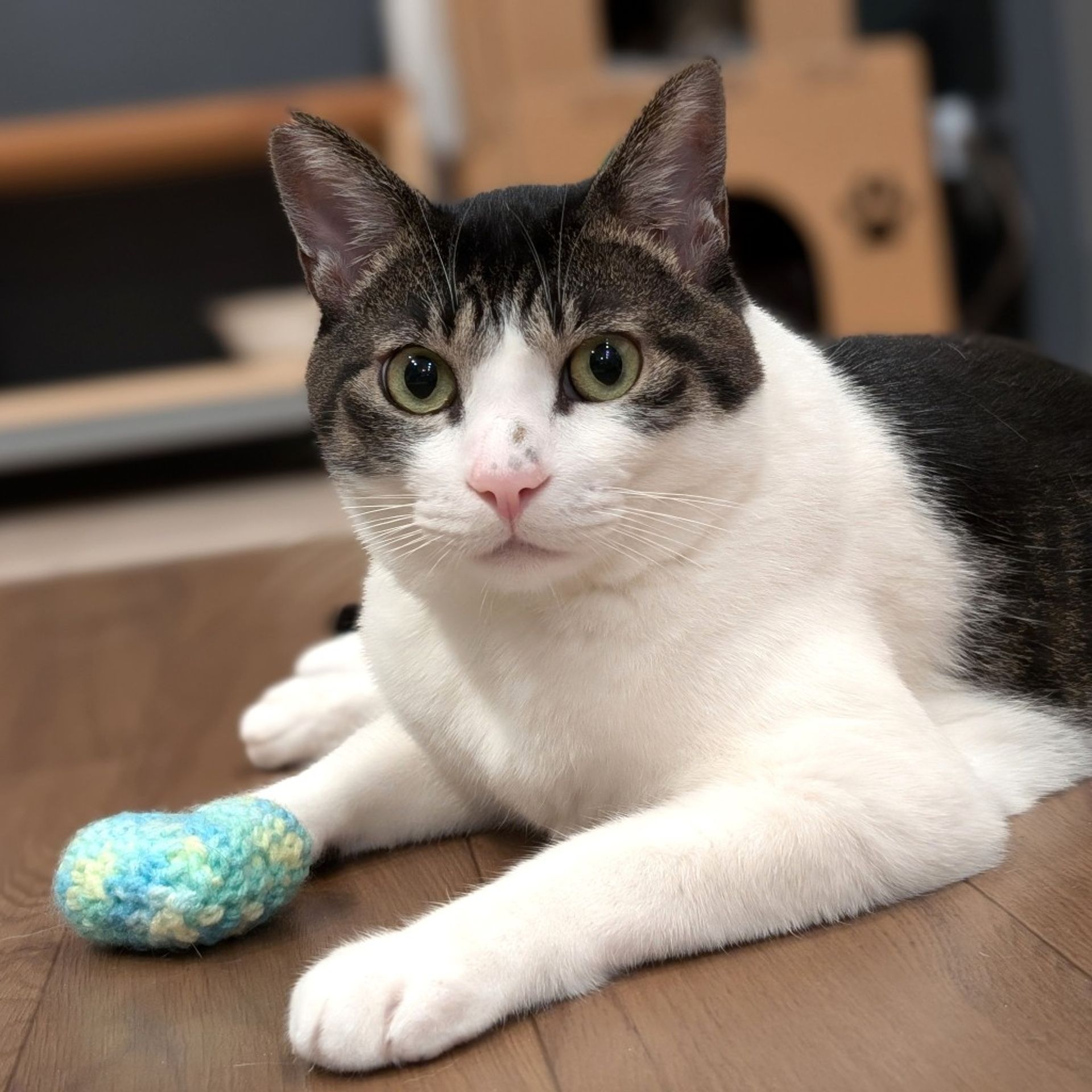 雑種（ミックス猫）・オスの里親募集の写真