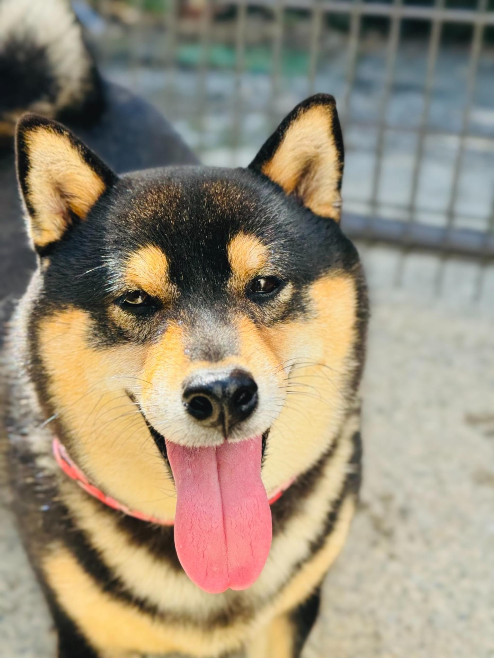 pet-image-2