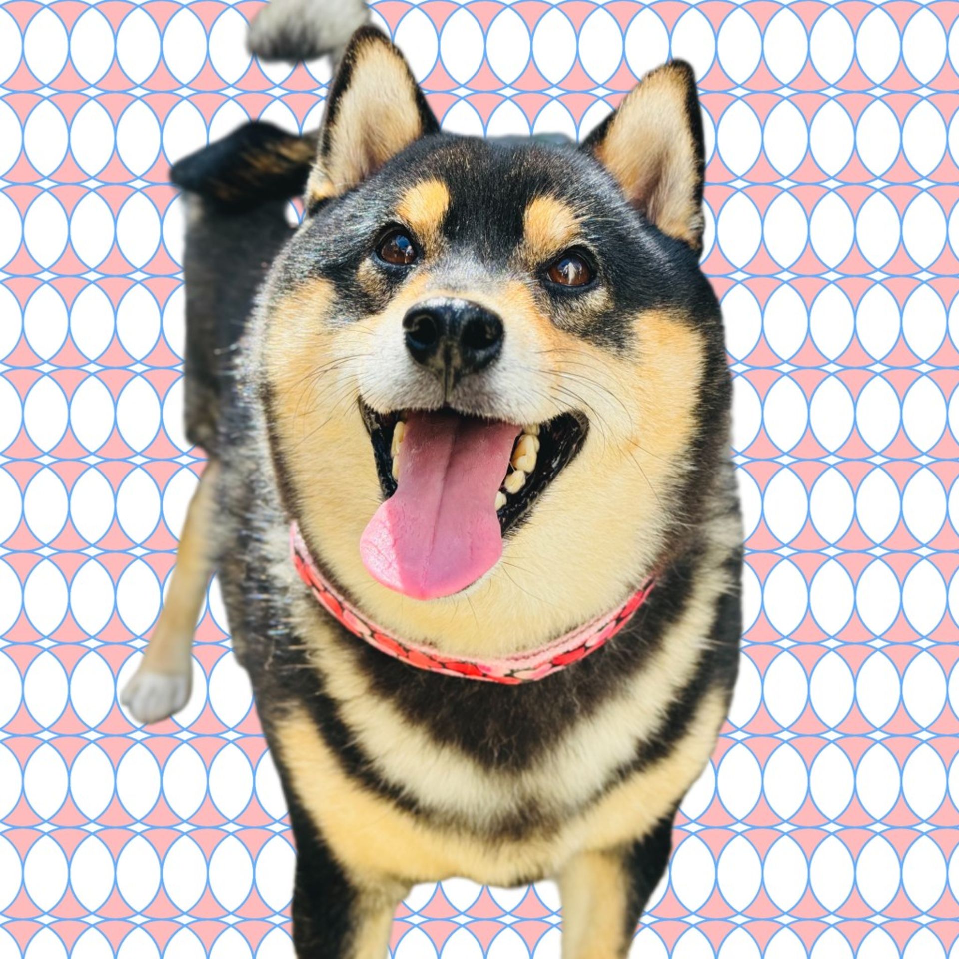 柴犬・メスの里親募集の写真