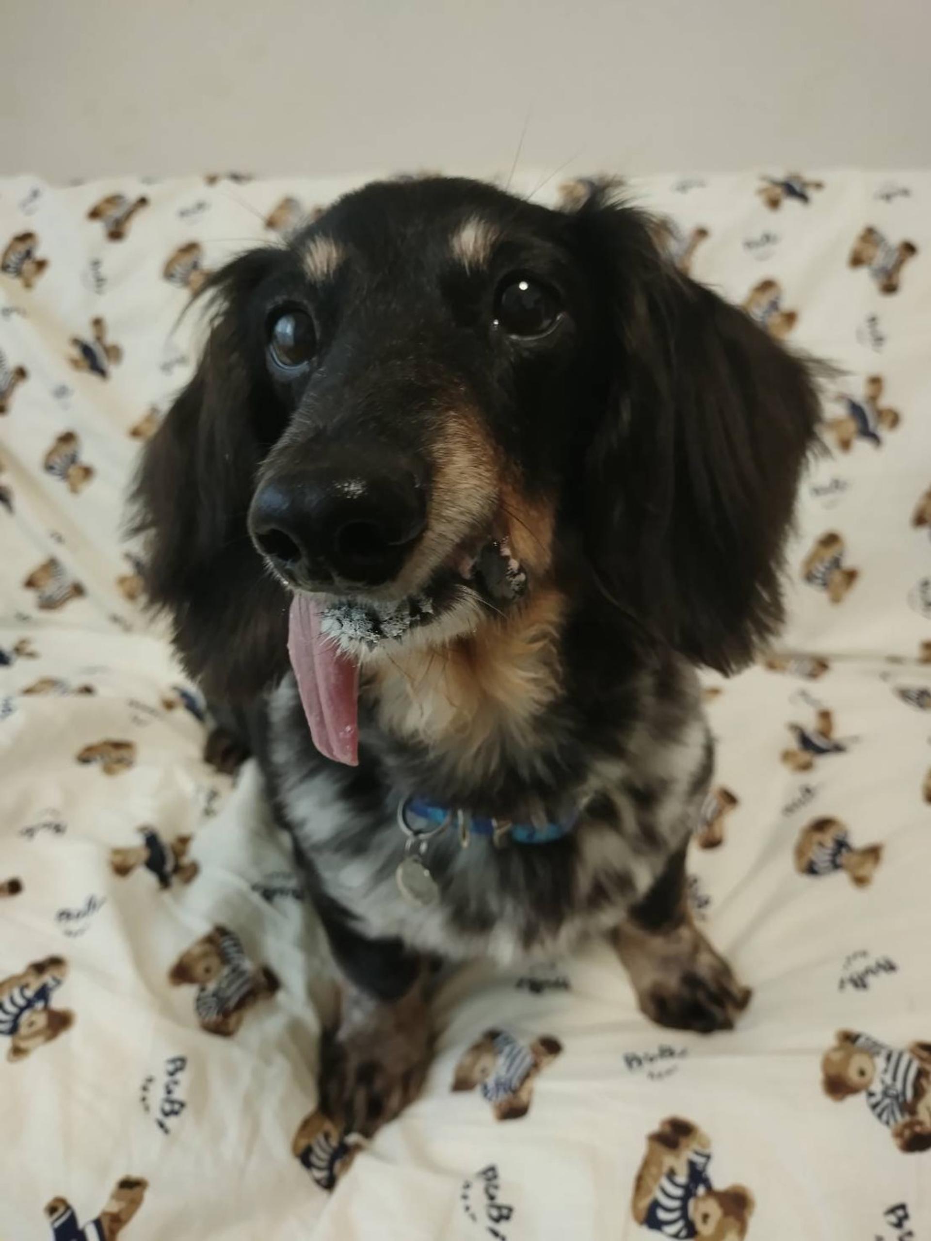 pet-image-2