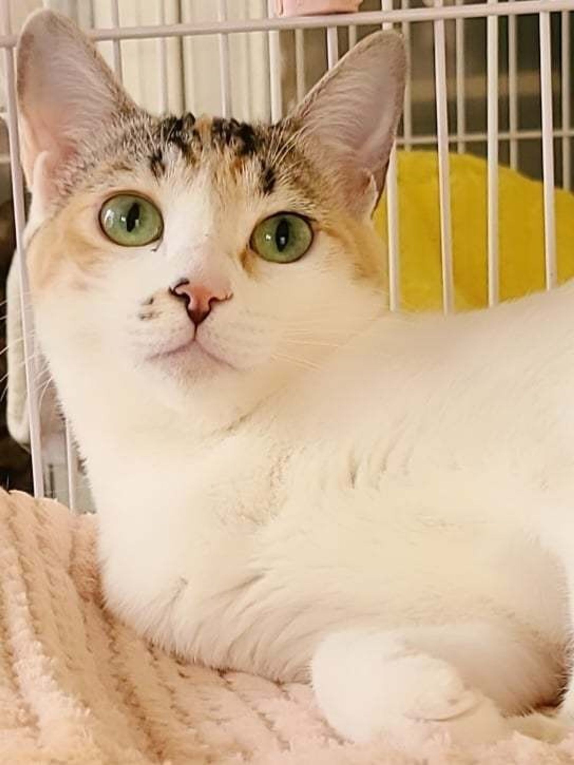 雑種（ミックス猫）・メスの里親募集の写真