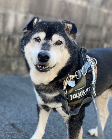 柴犬・オスの里親募集の写真