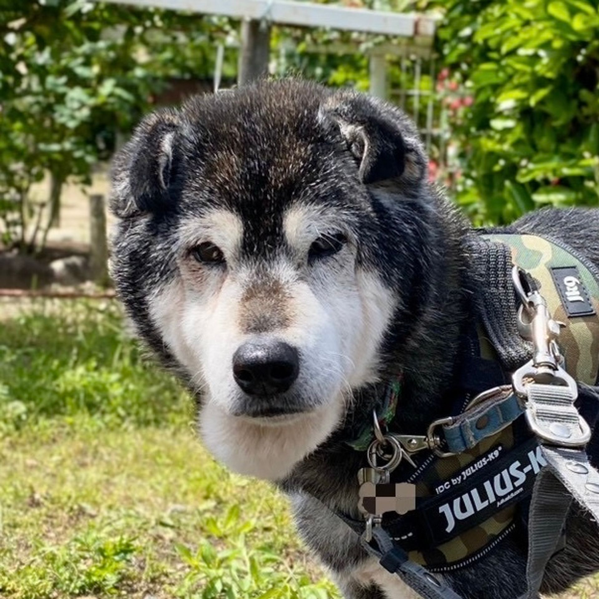 柴犬・オスの里親募集の写真