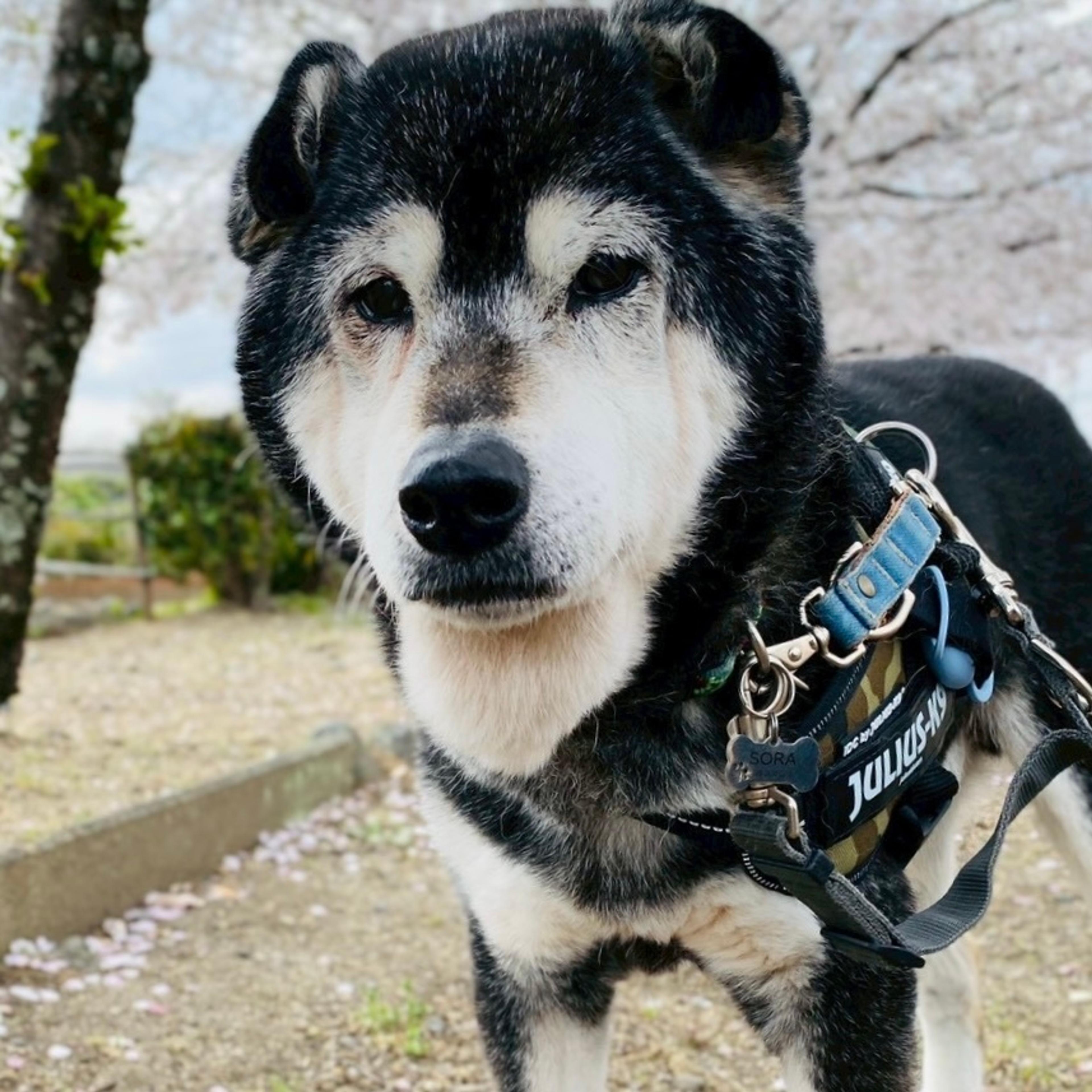 pet-image-4