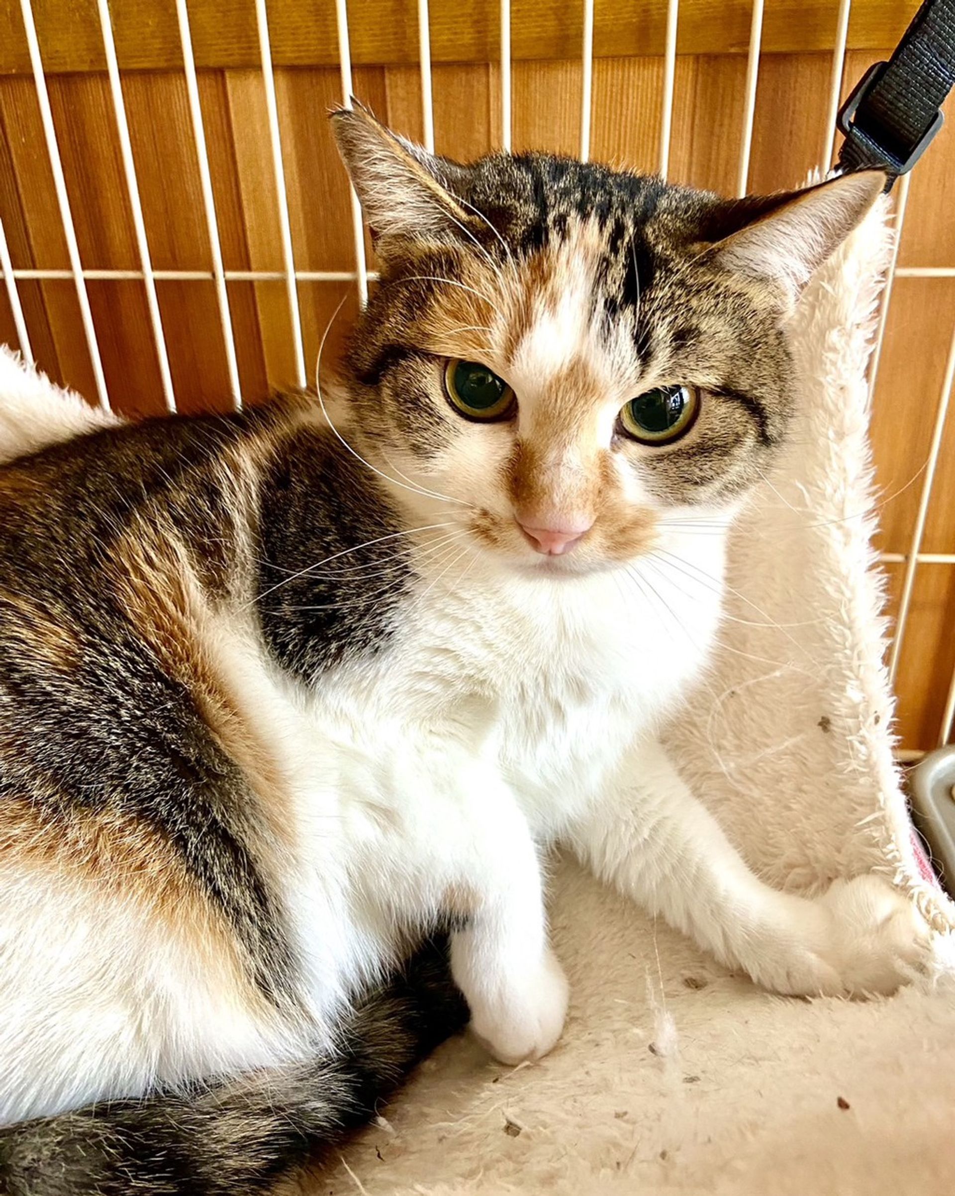 雑種（ミックス猫）・メスの里親募集の写真