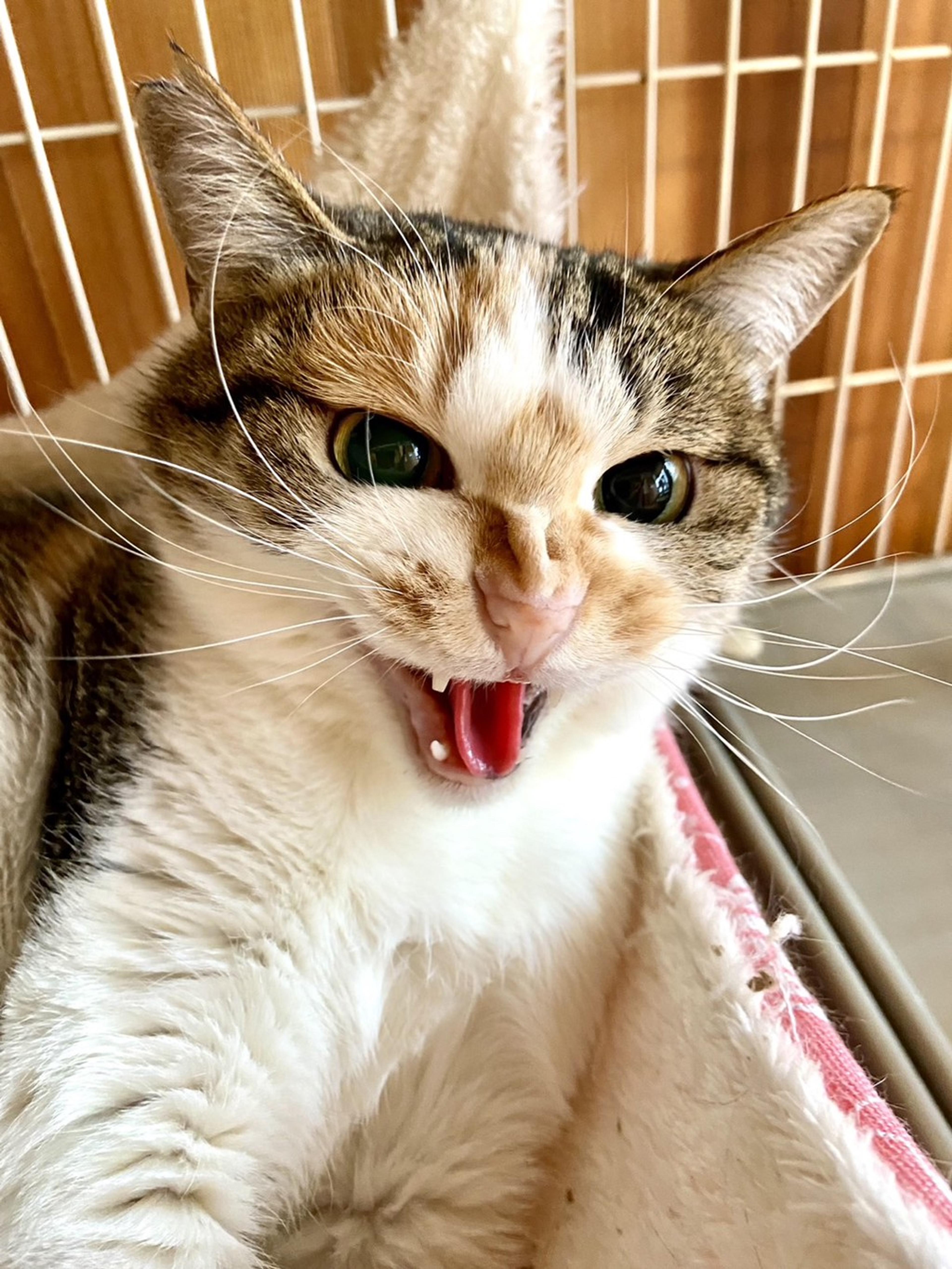 pet-image-3