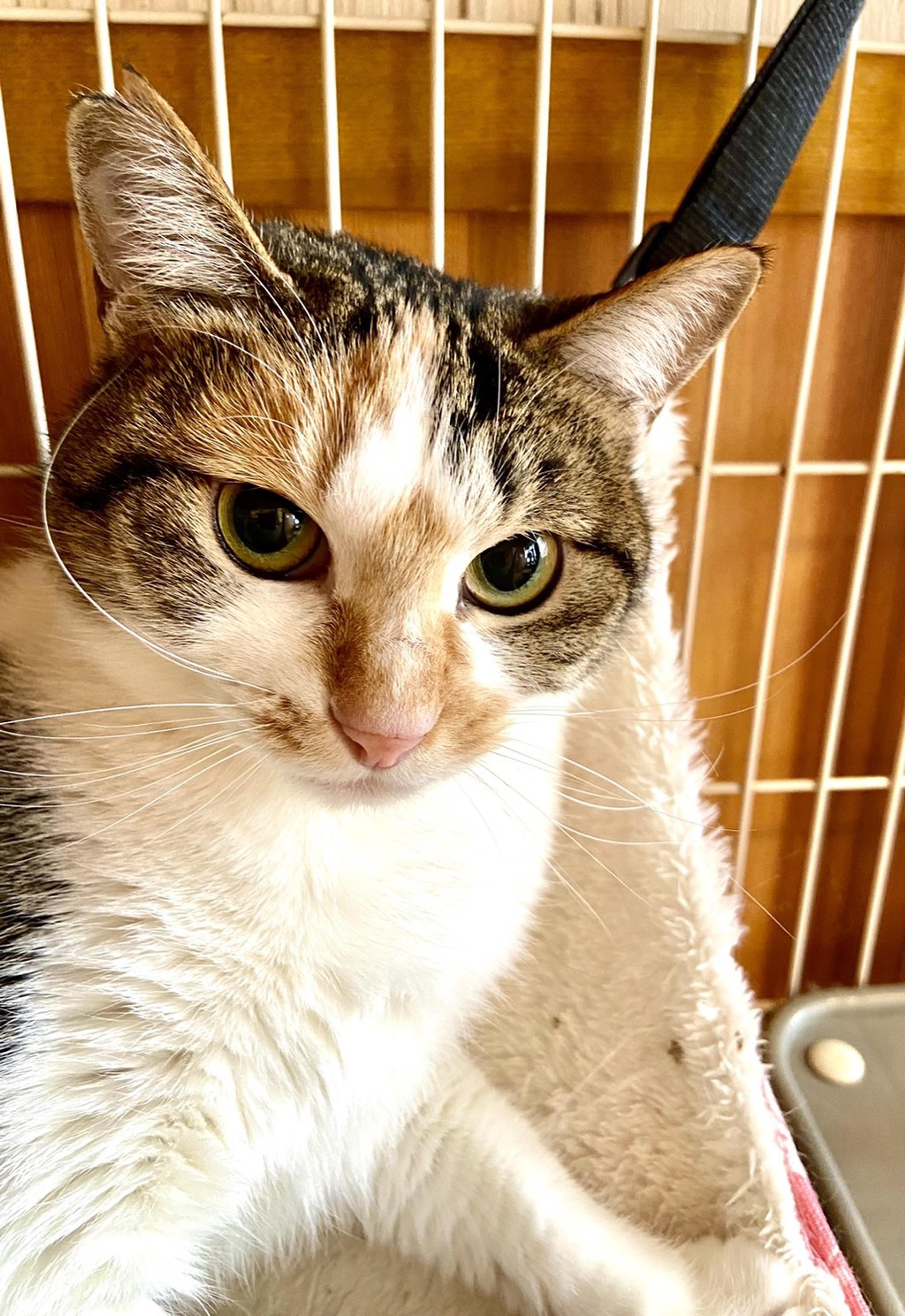 pet-image-4