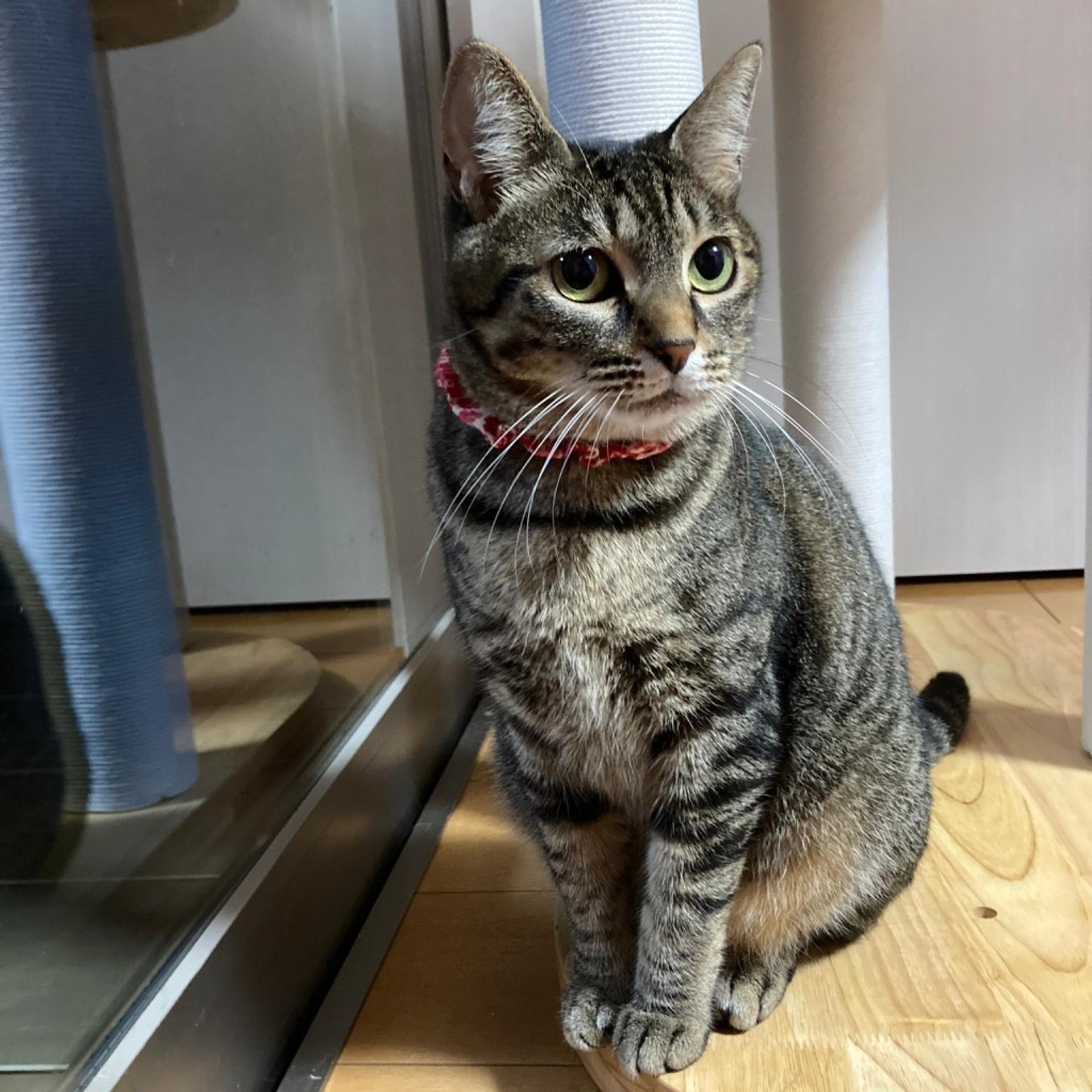 pet-image-4